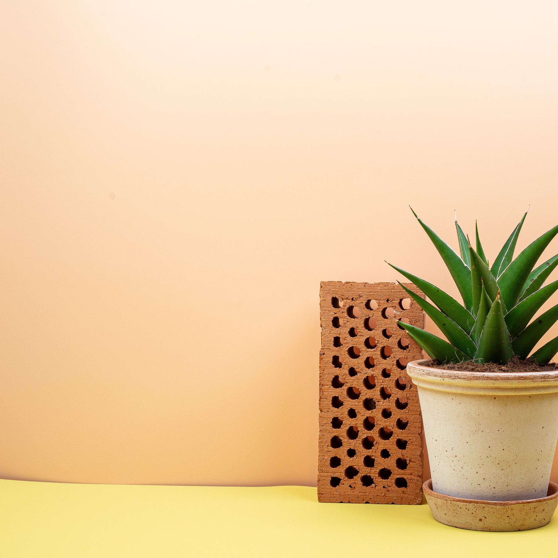 SANSEVIERIA SAMURAI online bestellen bei potflourri