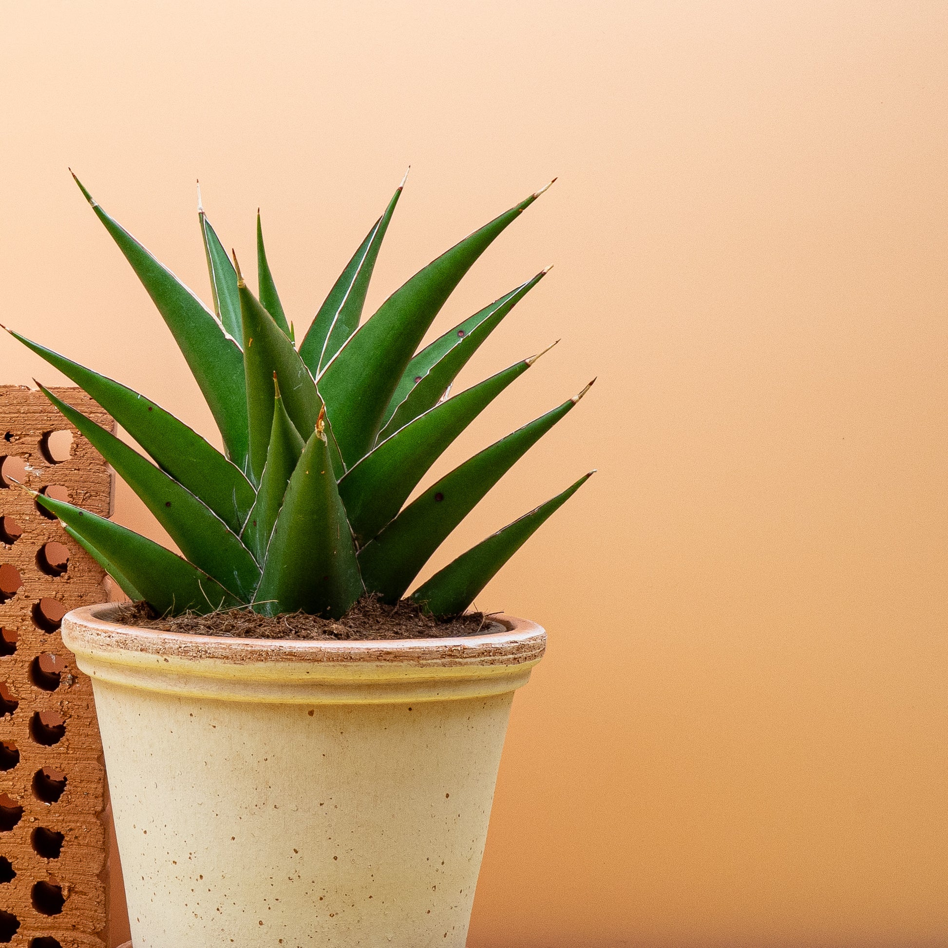 SANSEVIERIA SAMURAI online bestellen bei potflourri