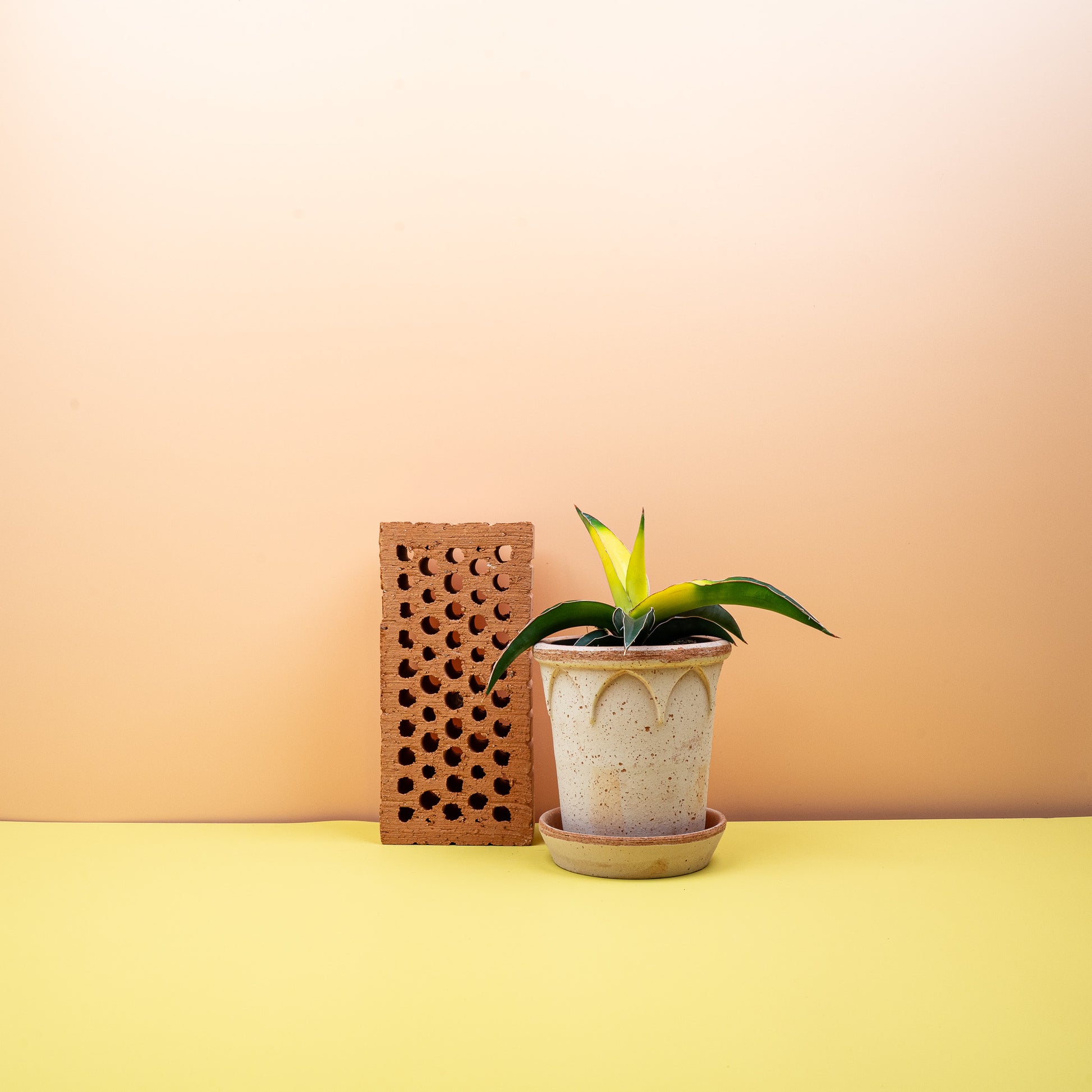 SANSEVIERIA STAR CANARY online bestellen bei potflourri