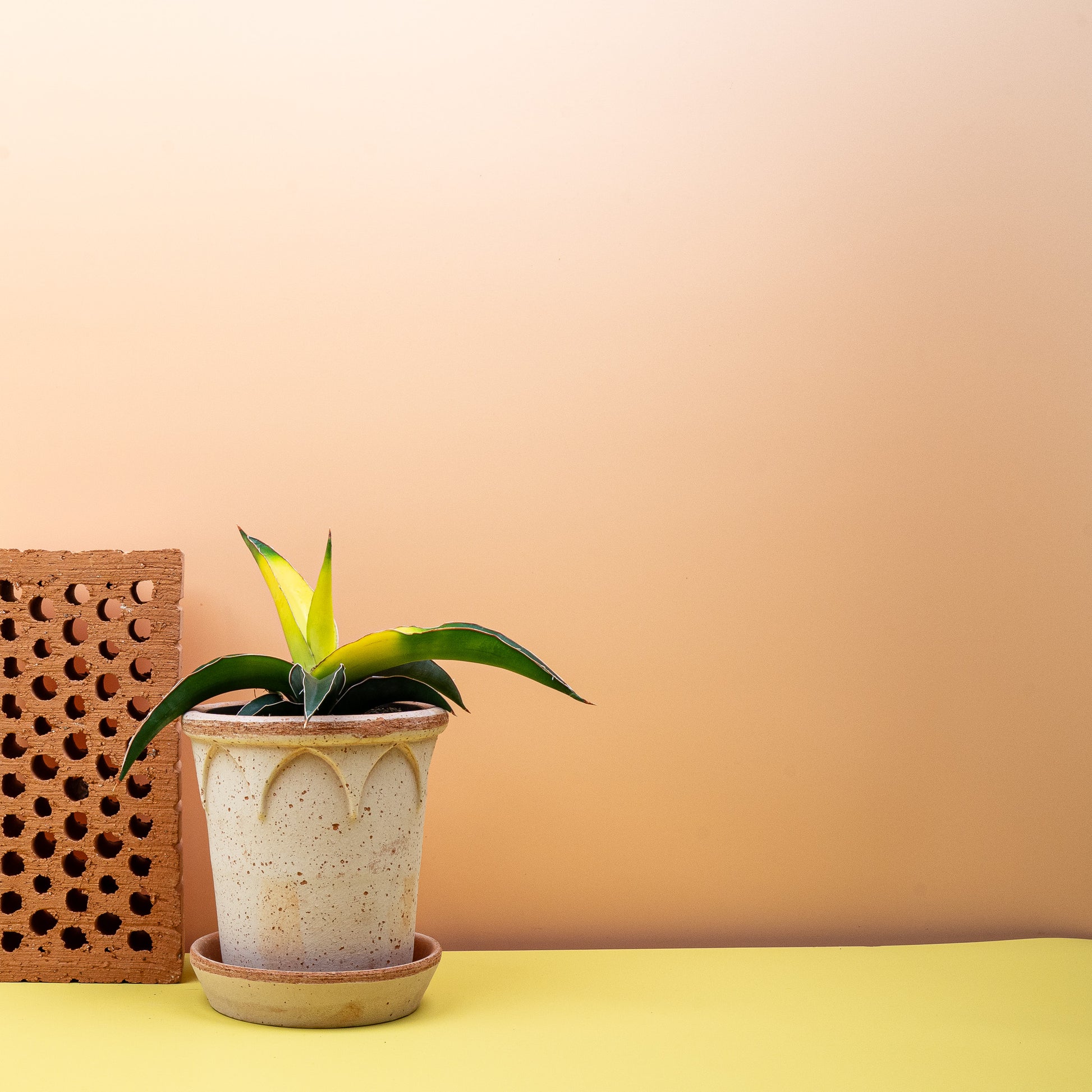SANSEVIERIA STAR CANARY online bestellen bei potflourri