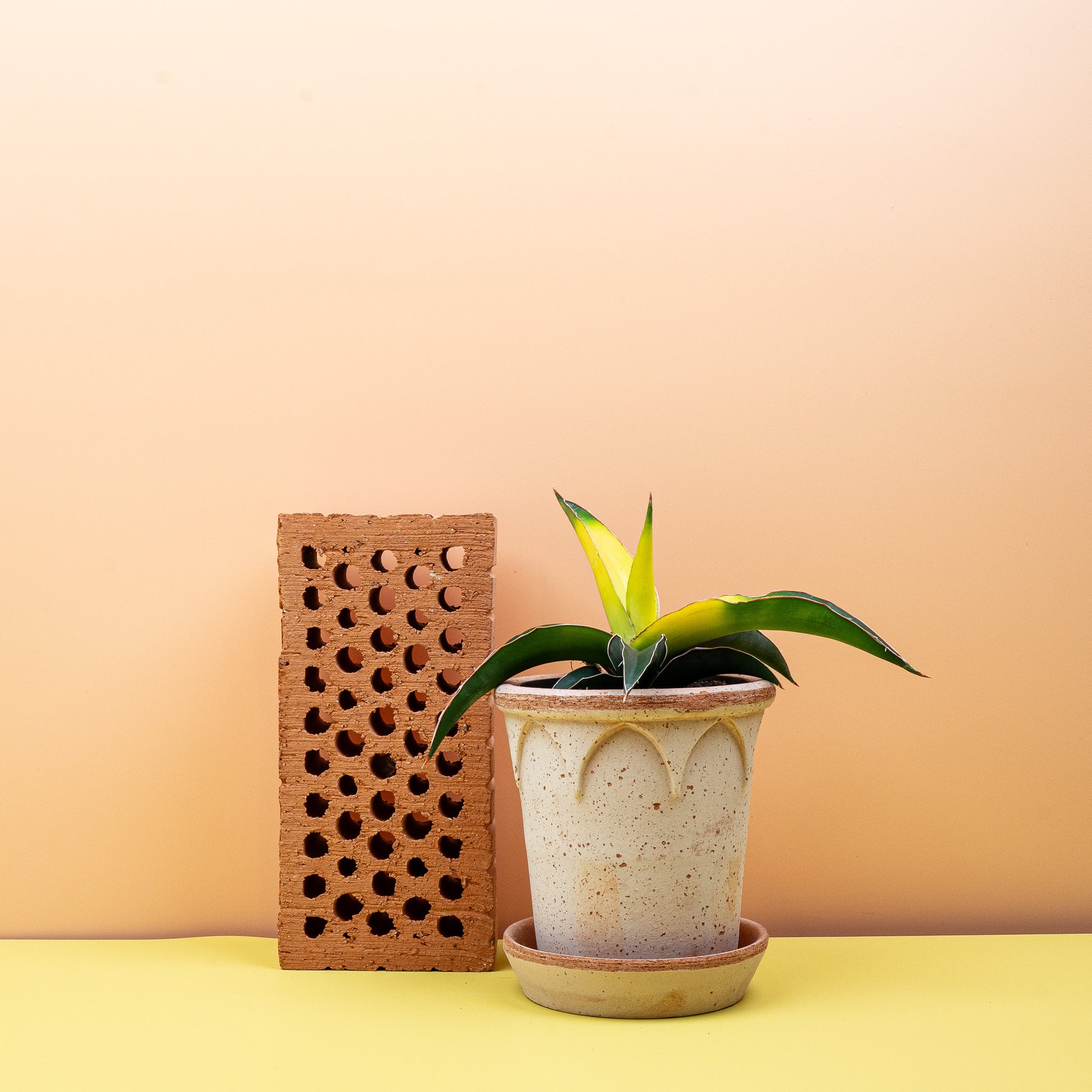 SANSEVIERIA STAR CANARY online bestellen bei potflourri