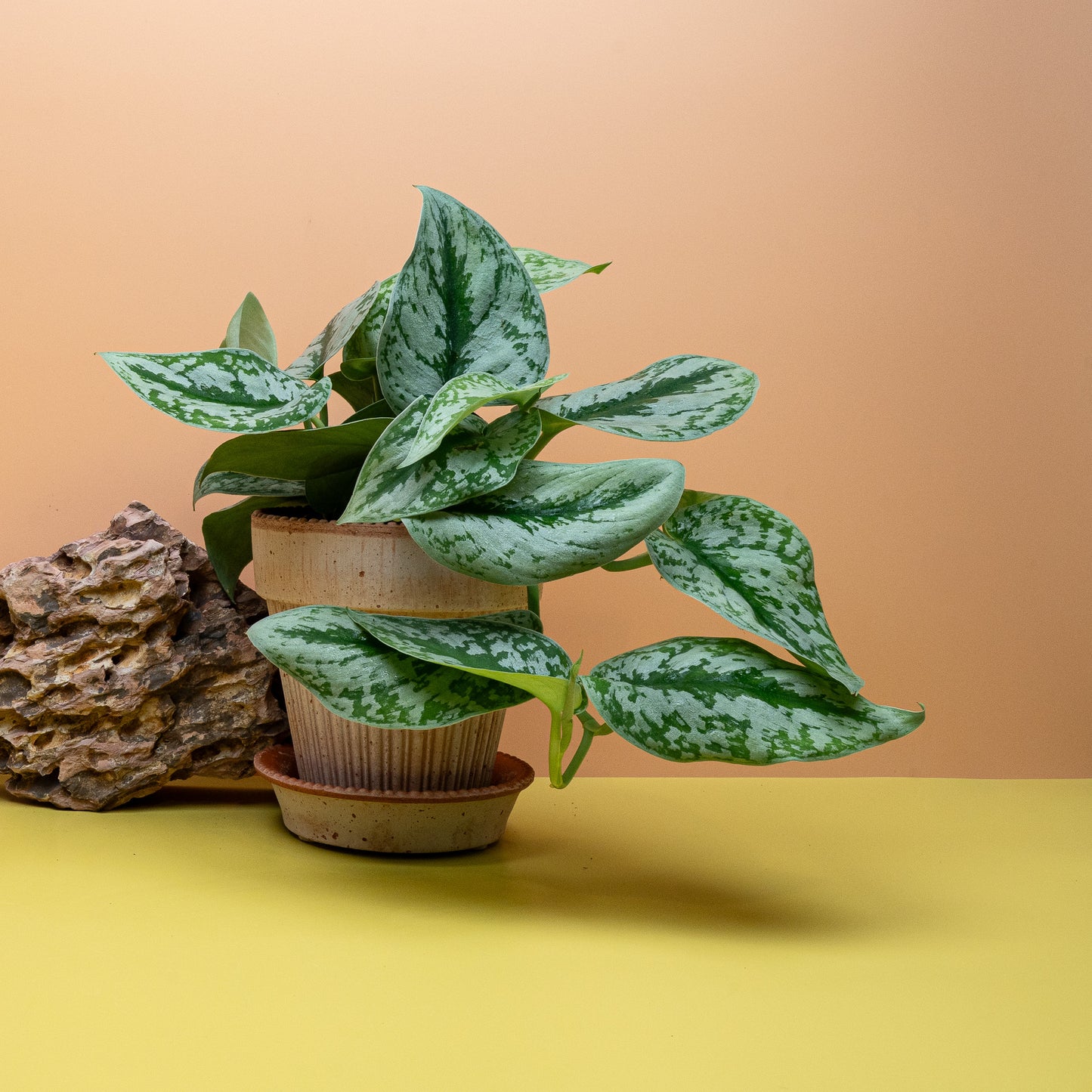 Scindapsus Trebie Big Leaf – kräftiger Rankwuchs