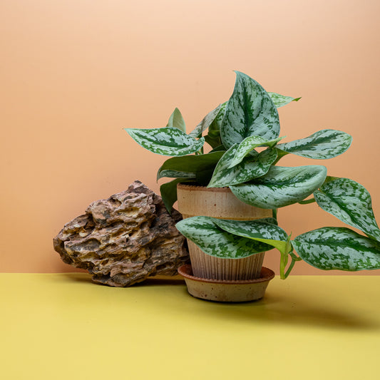 SCINDAPSUS TREBIE BIG LEAF online bestellen bei potflourri