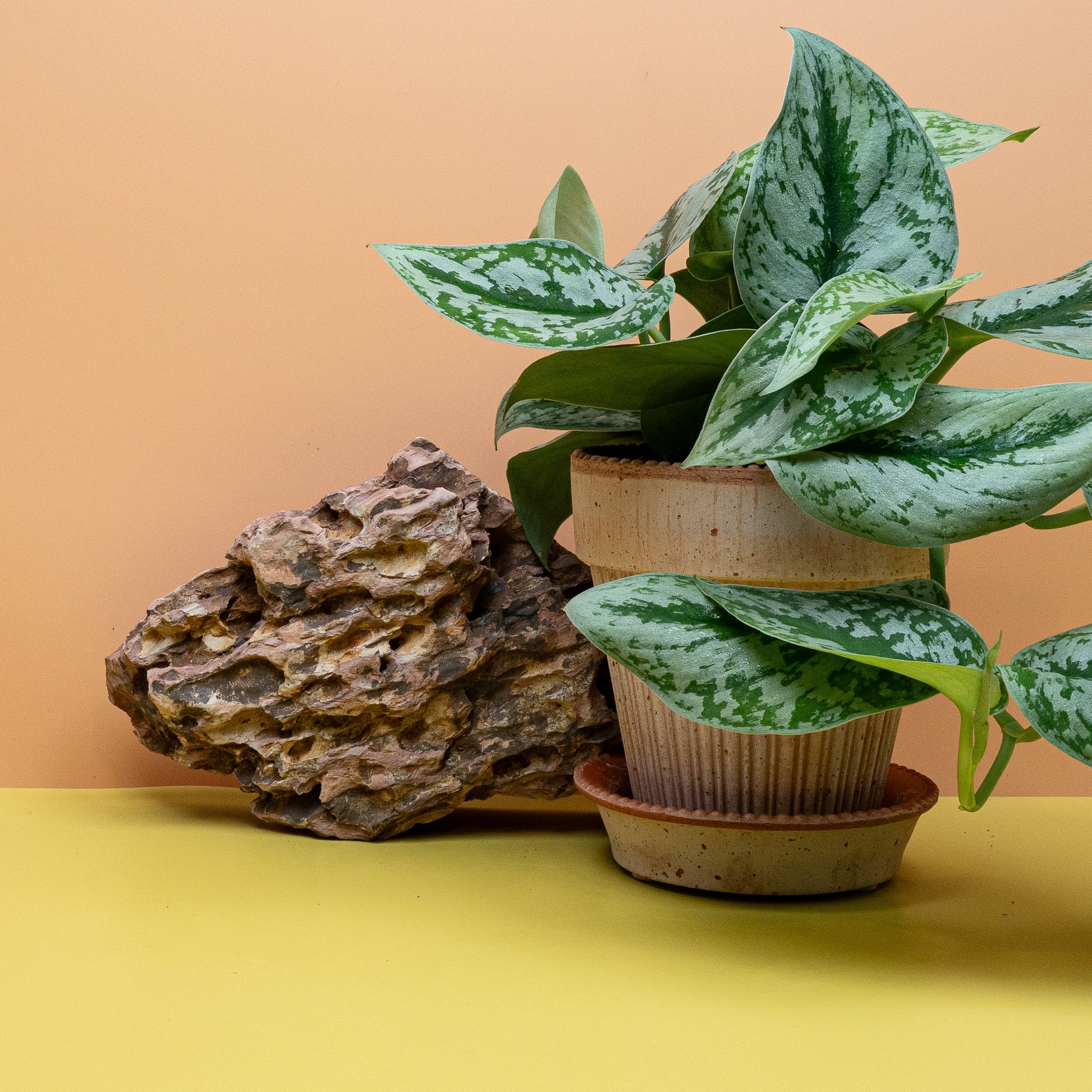 Scindapsus Trebie Big Leaf mit silbriger Zeichnung