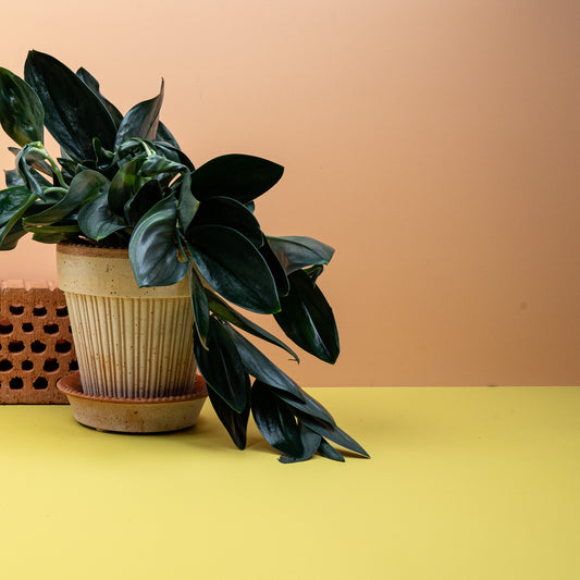 SCINDAPSUS TREUBII DARK online bestellen bei potflourri