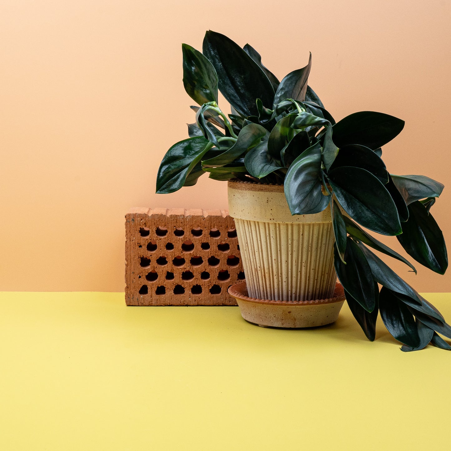 SCINDAPSUS TREUBII DARK online bestellen bei potflourri