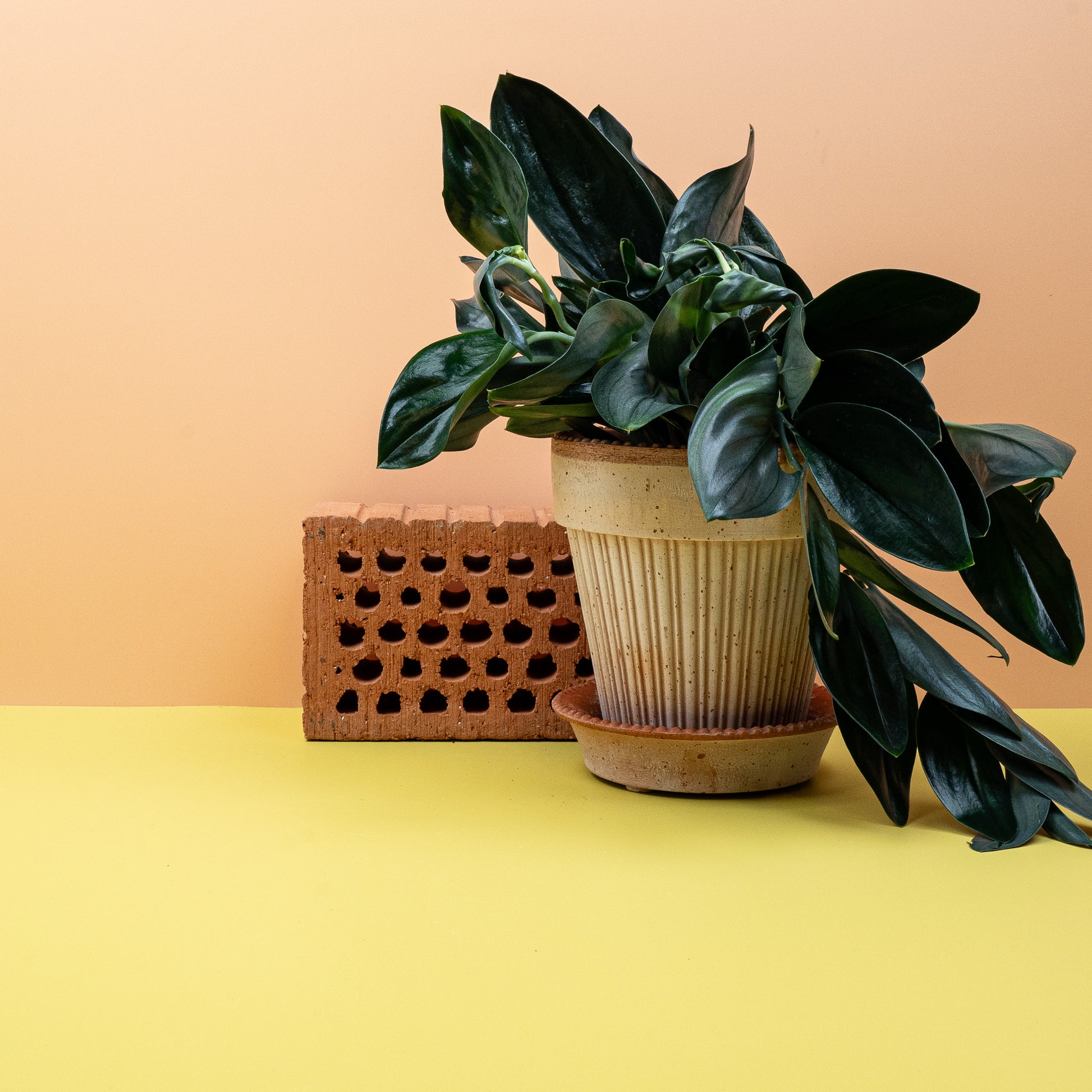 SCINDAPSUS TREUBII DARK online bestellen bei potflourri