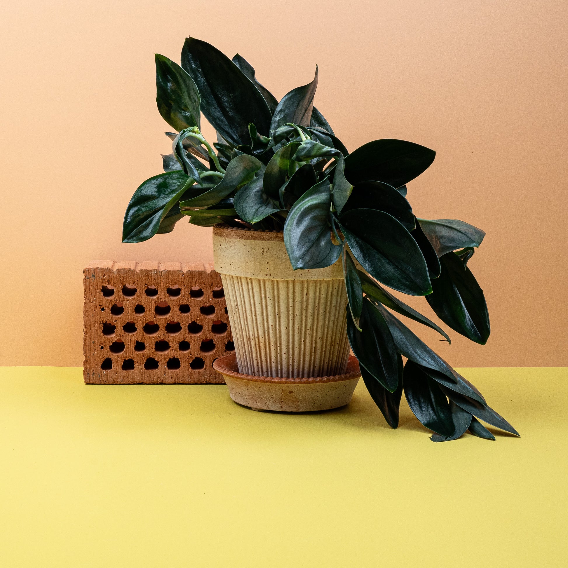 SCINDAPSUS TREUBII DARK online bestellen bei potflourri