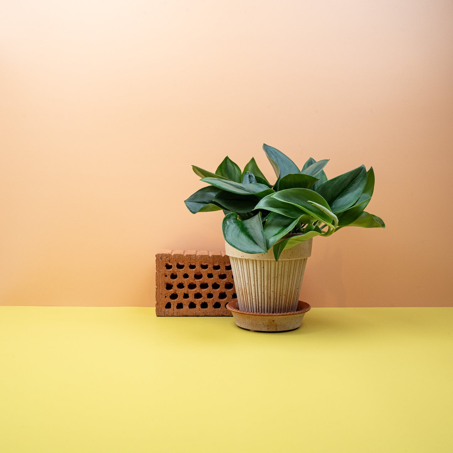 SCINDAPSUS TREUBII MOONLIGHT online bestellen bei potflourri