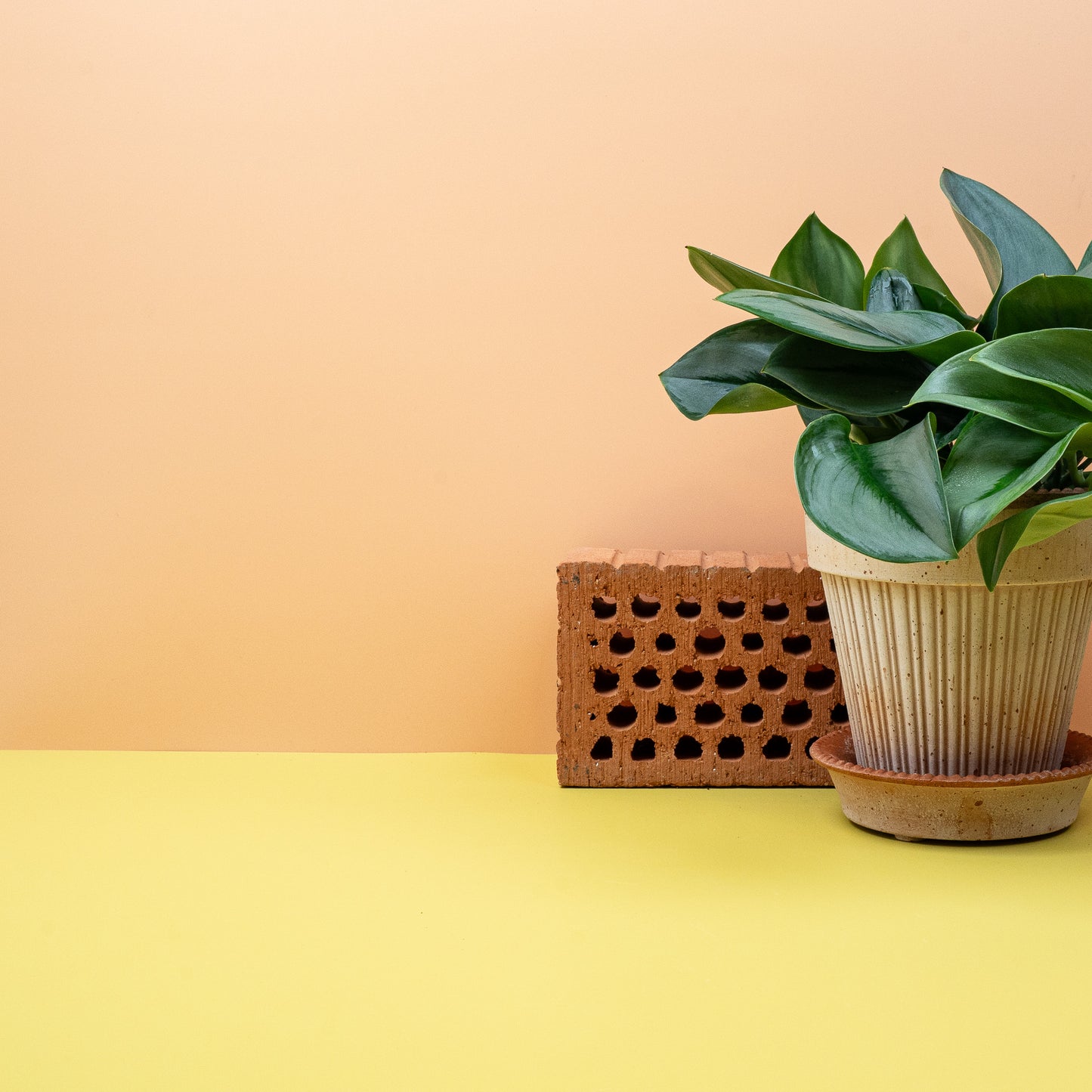 SCINDAPSUS TREUBII MOONLIGHT online bestellen bei potflourri