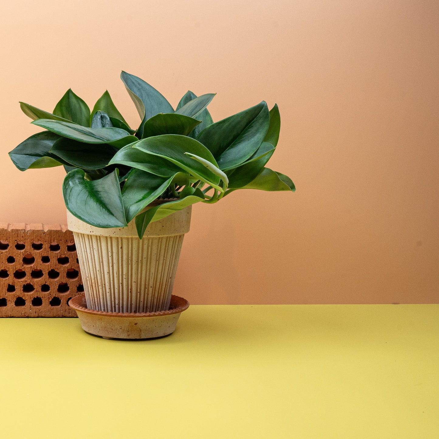 SCINDAPSUS TREUBII MOONLIGHT online bestellen bei potflourri