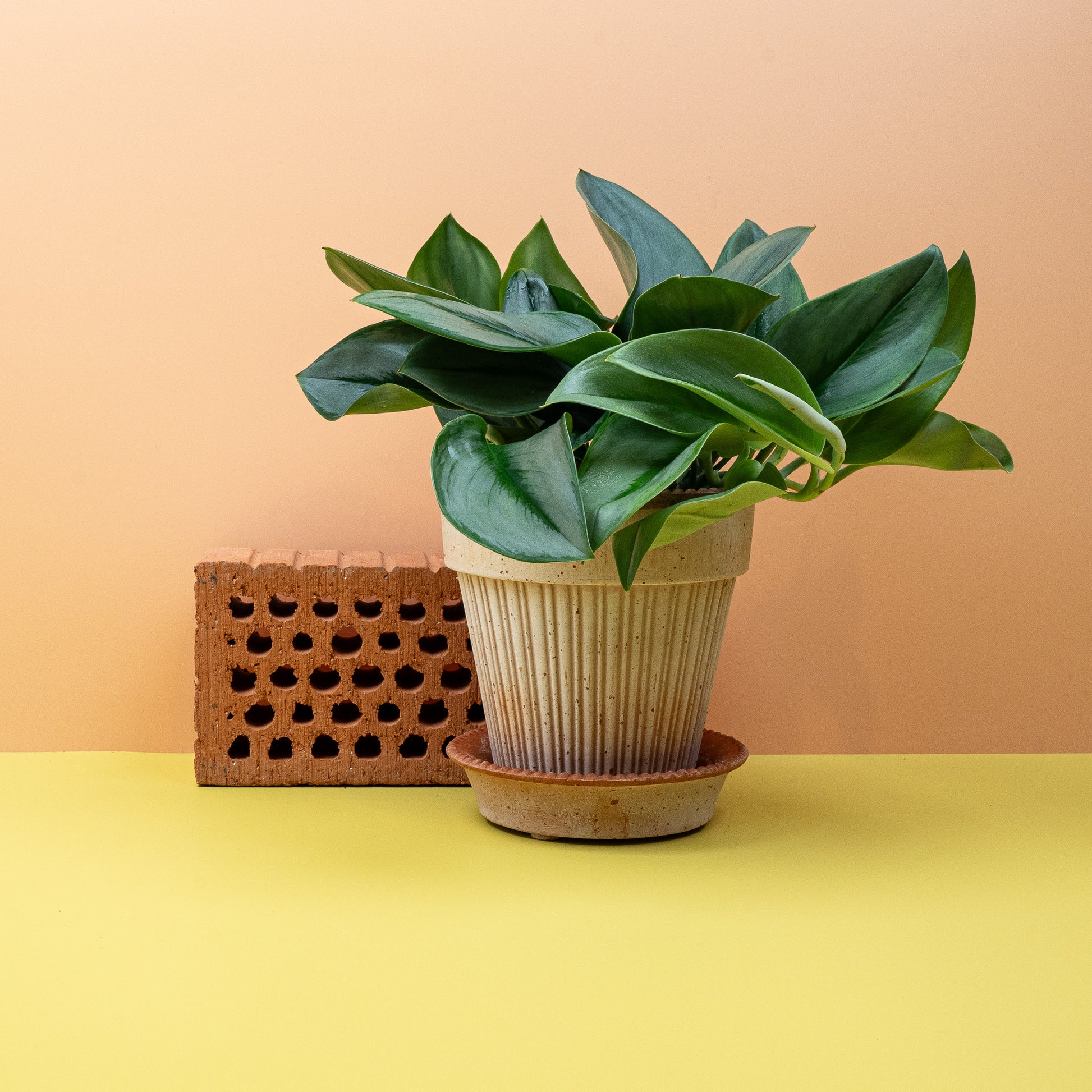 SCINDAPSUS TREUBII MOONLIGHT online bestellen bei potflourri