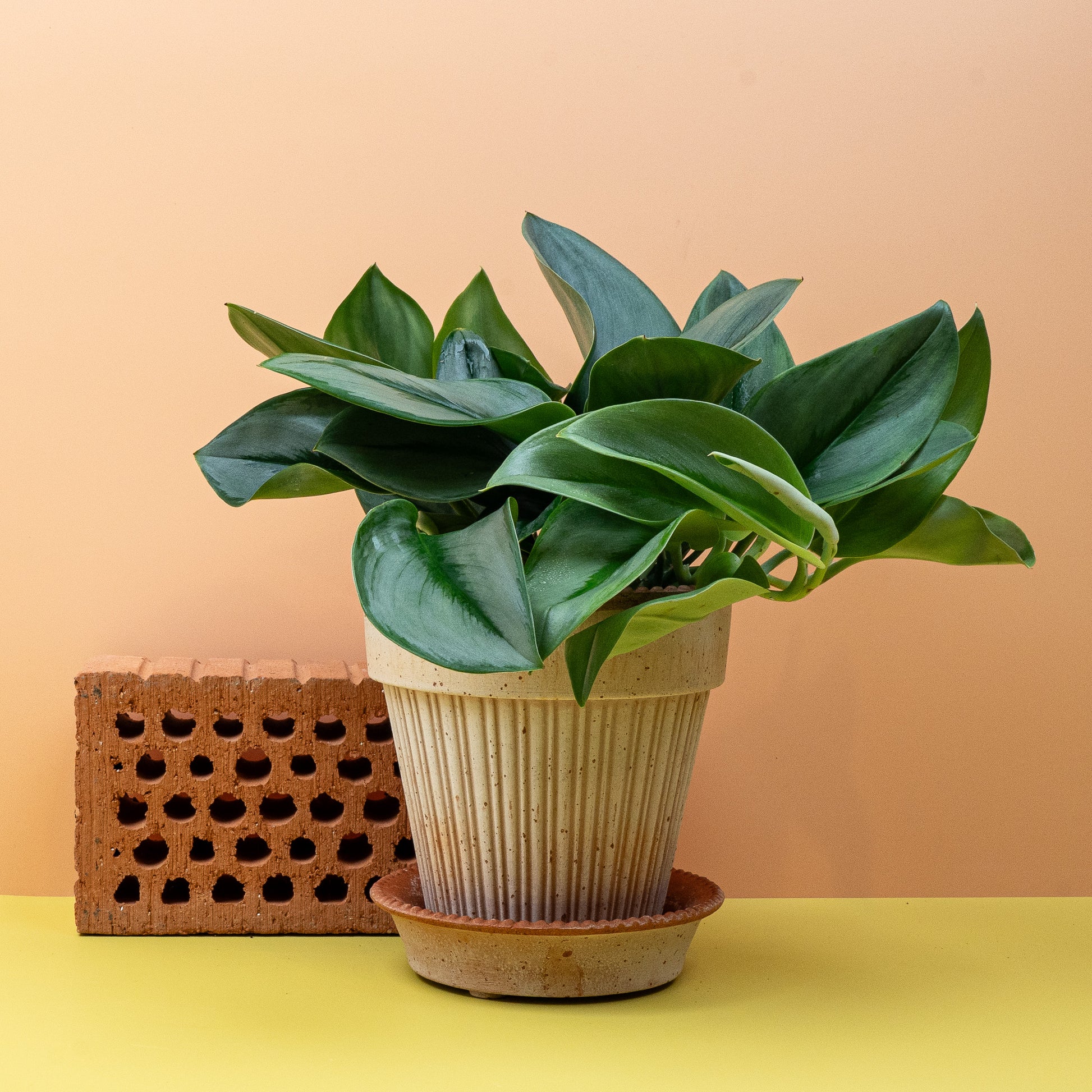 SCINDAPSUS TREUBII MOONLIGHT online bestellen bei potflourri