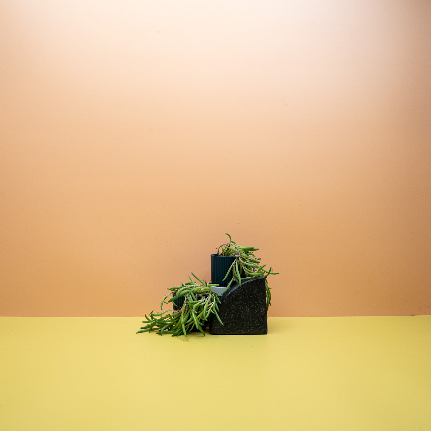 SENECIO RADICANS online bestellen bei potflourri