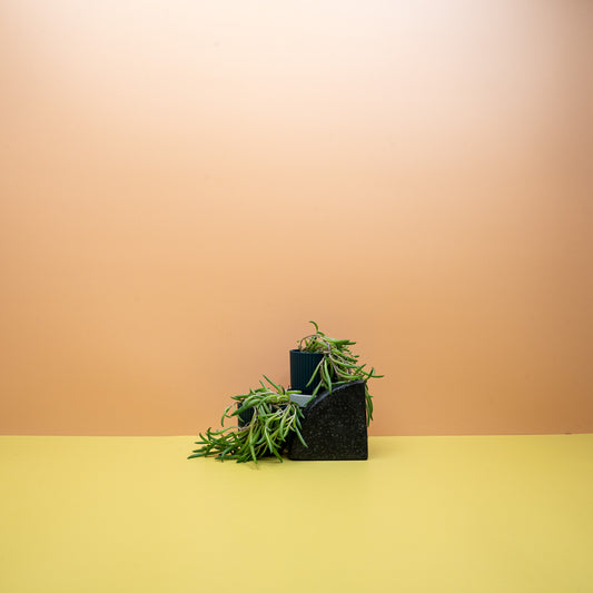 Senecio Radicans mit bananenförmigen Blättern – potflourri