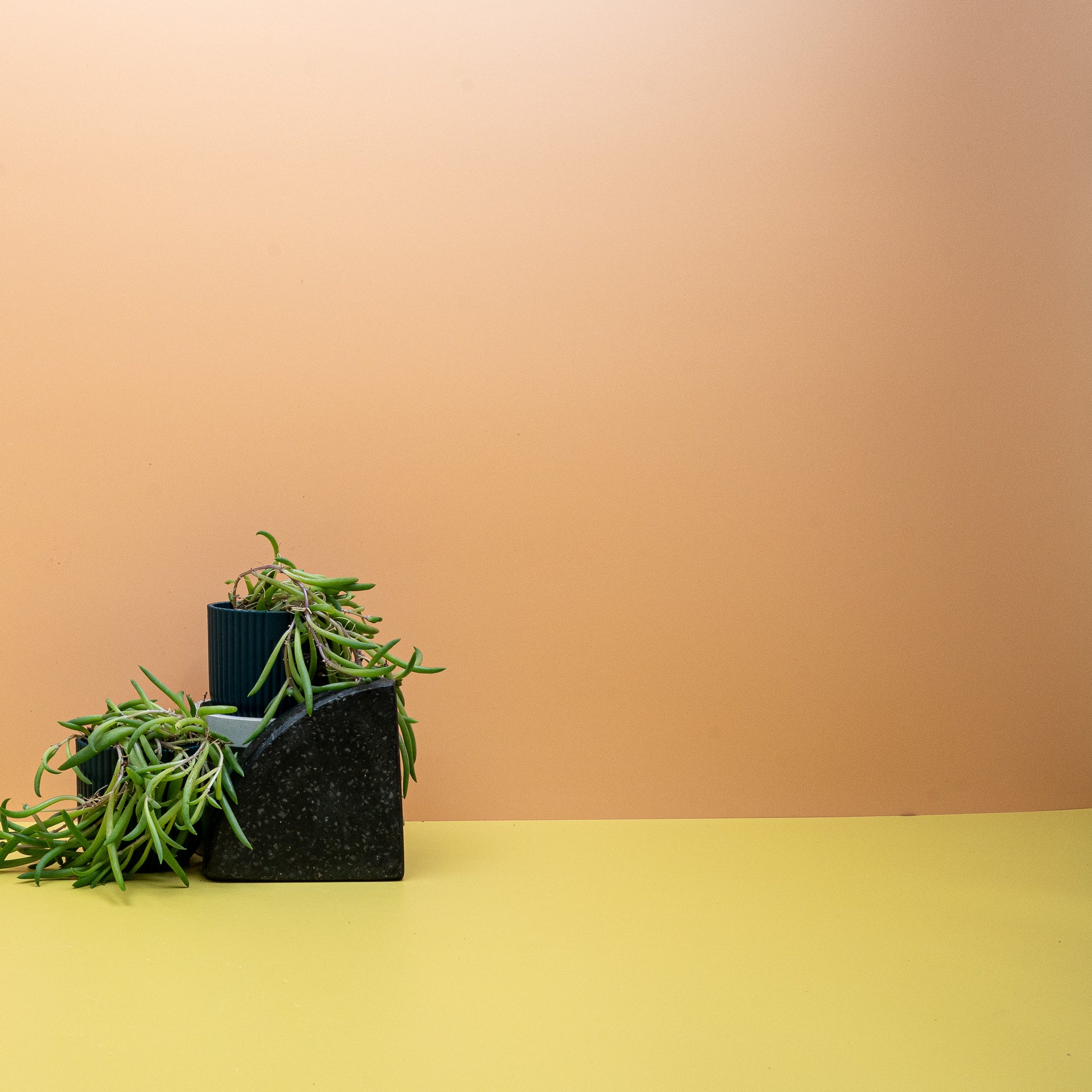 SENECIO RADICANS online bestellen bei potflourri