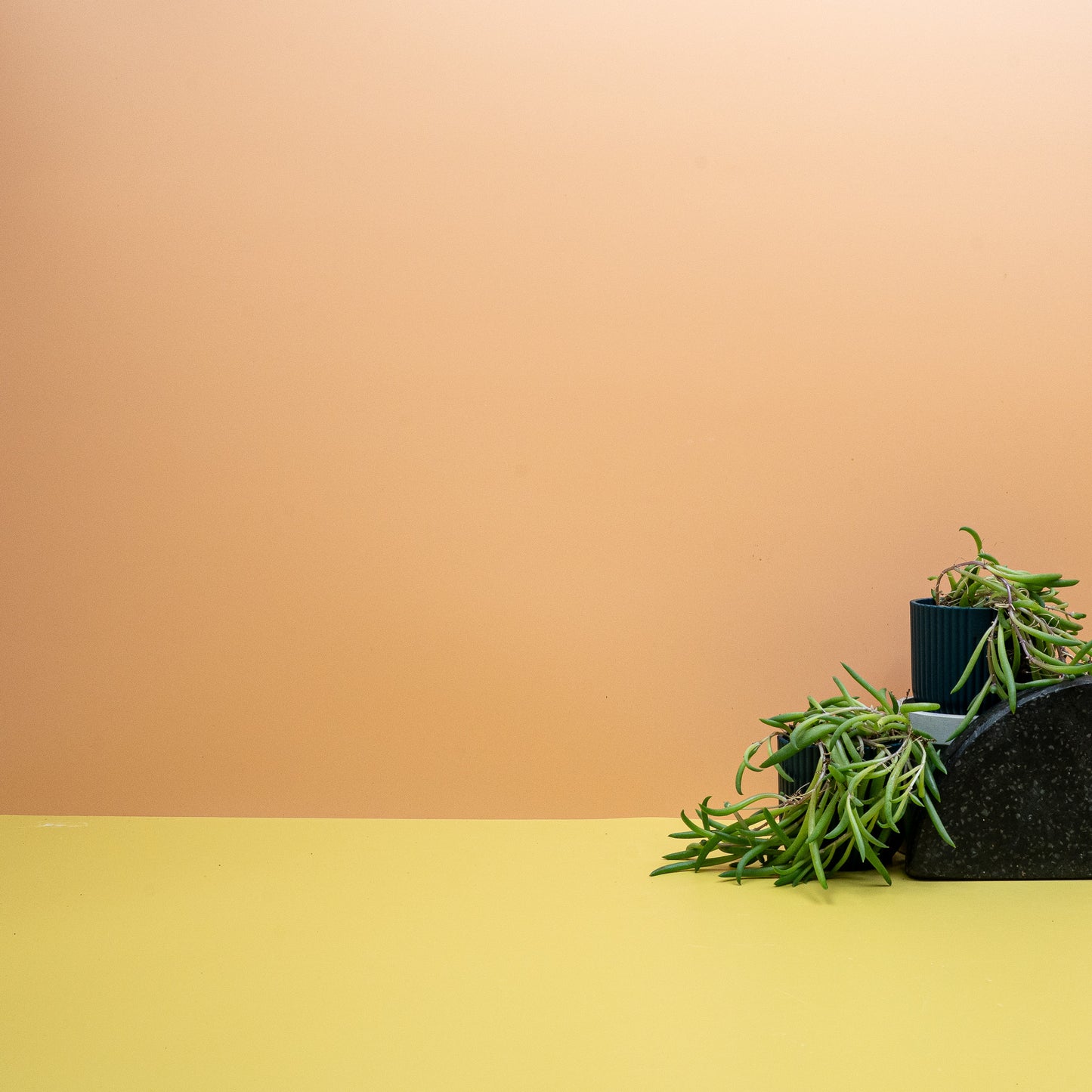 SENECIO RADICANS online bestellen bei potflourri