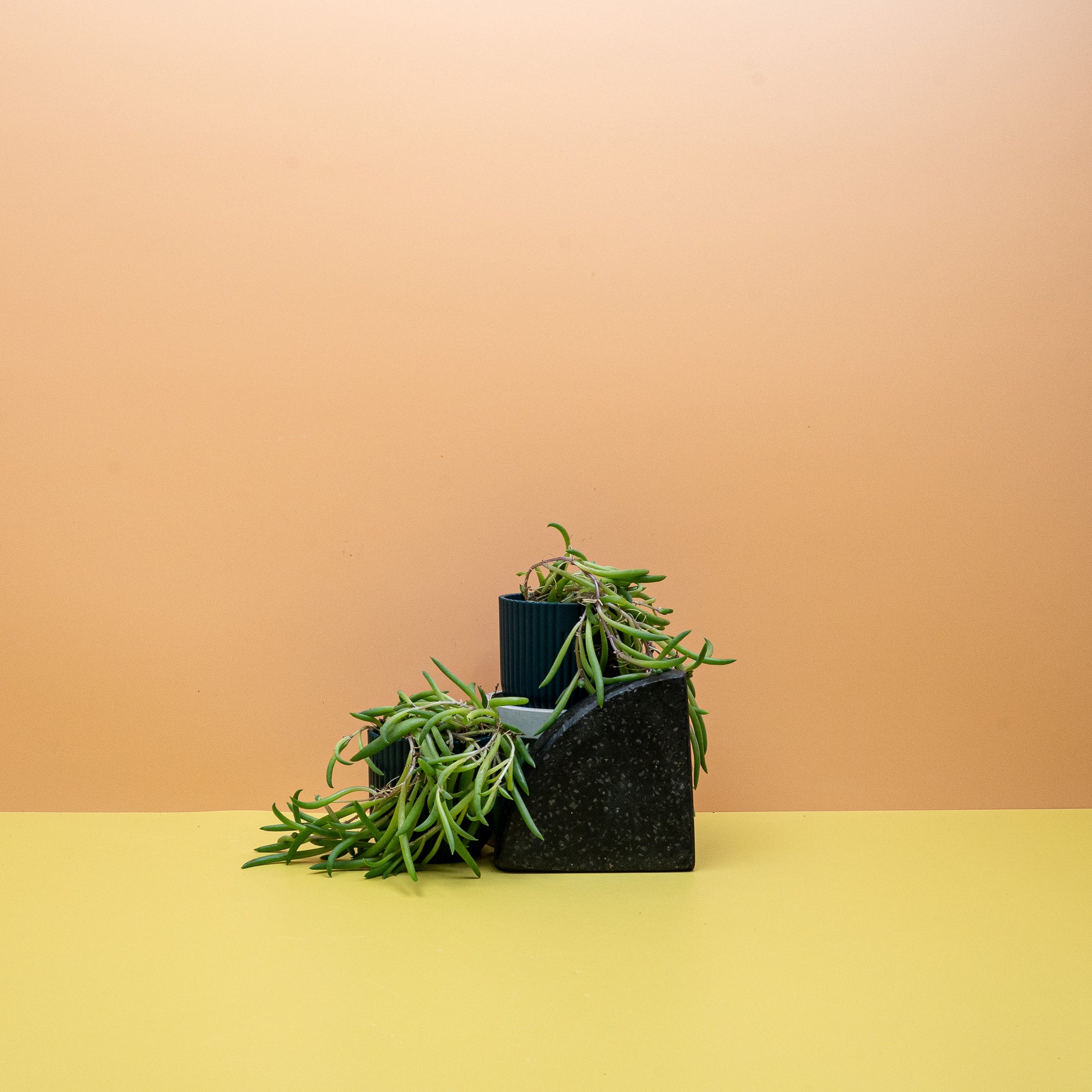 SENECIO RADICANS online bestellen bei potflourri