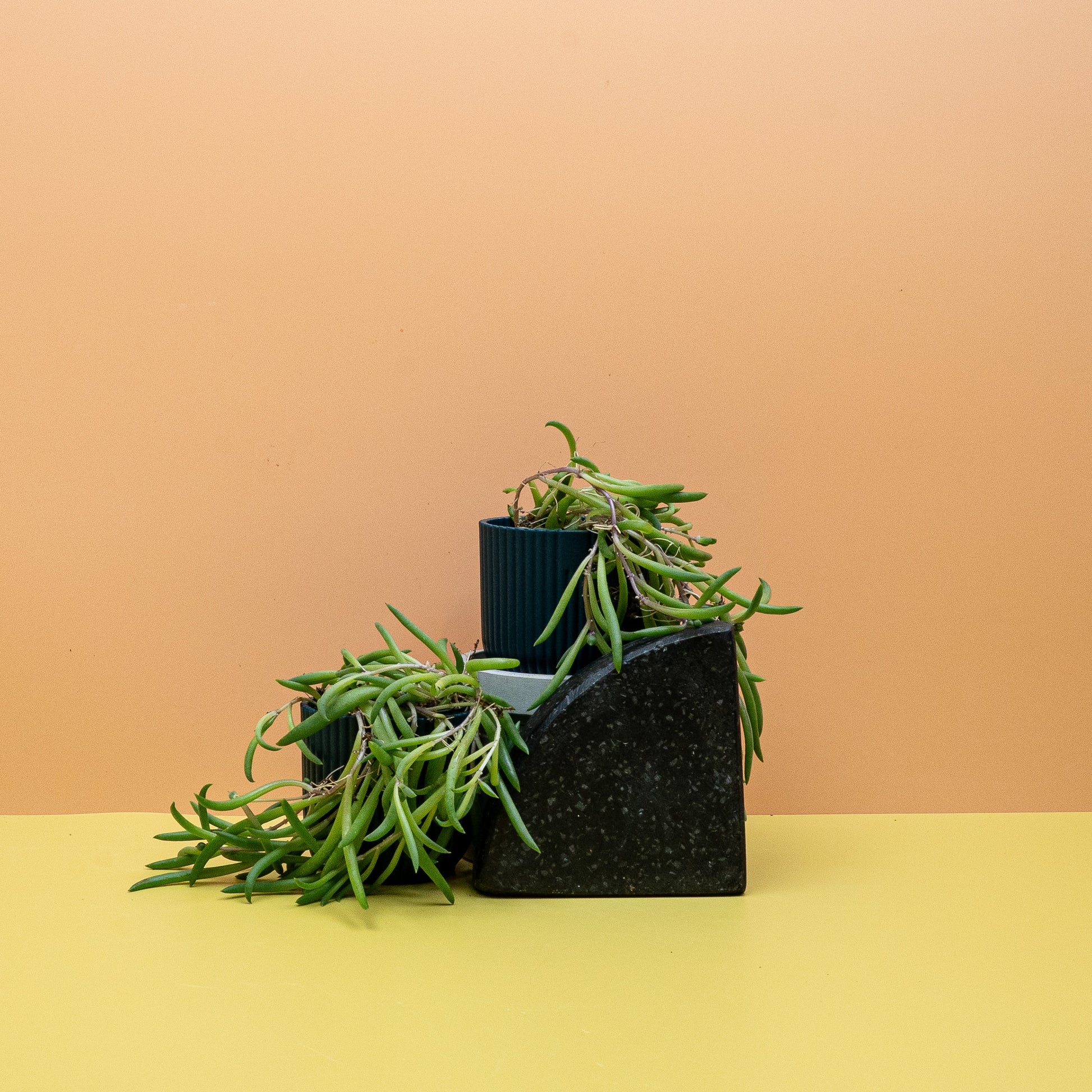 SENECIO RADICANS online bestellen bei potflourri
