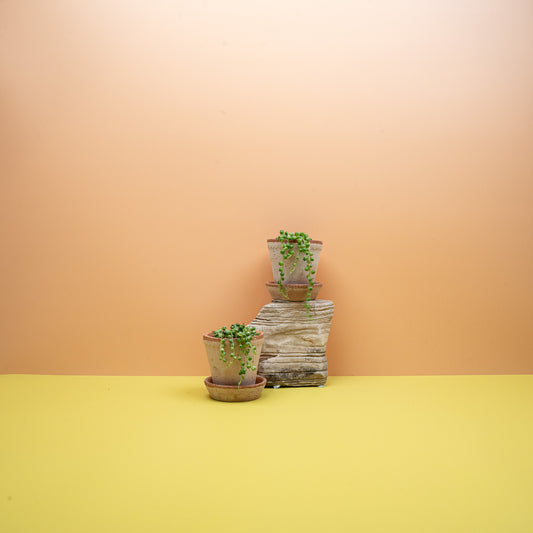 SENECIO ROWLEYANUS VARIEGATA online bestellen bei potflourri