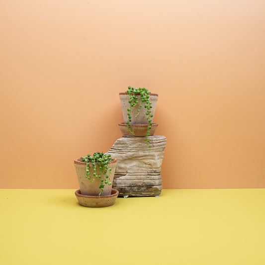 SENECIO ROWLEYANUS VARIEGATA online bestellen bei potflourri