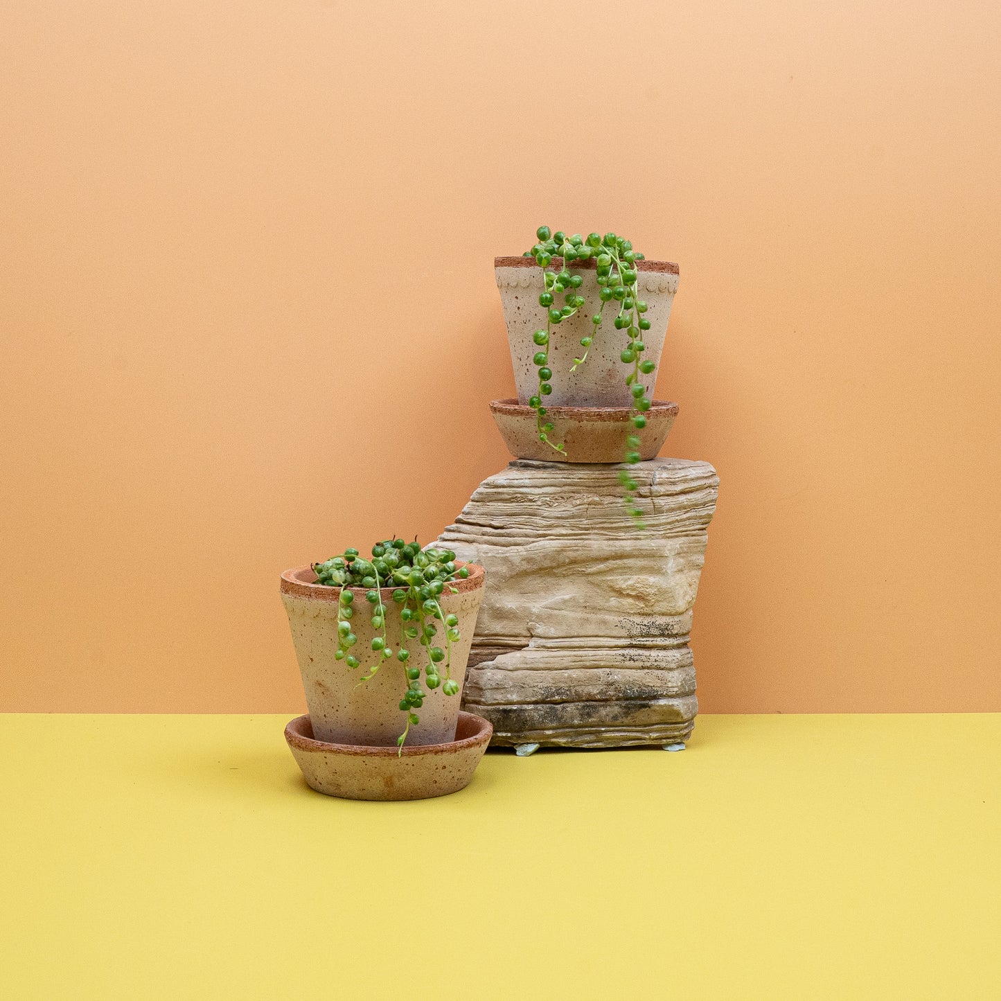 erbsenpflanze variegata SENECIO ROWLEYANUS VARIEGATA online kaufen bei potflourri