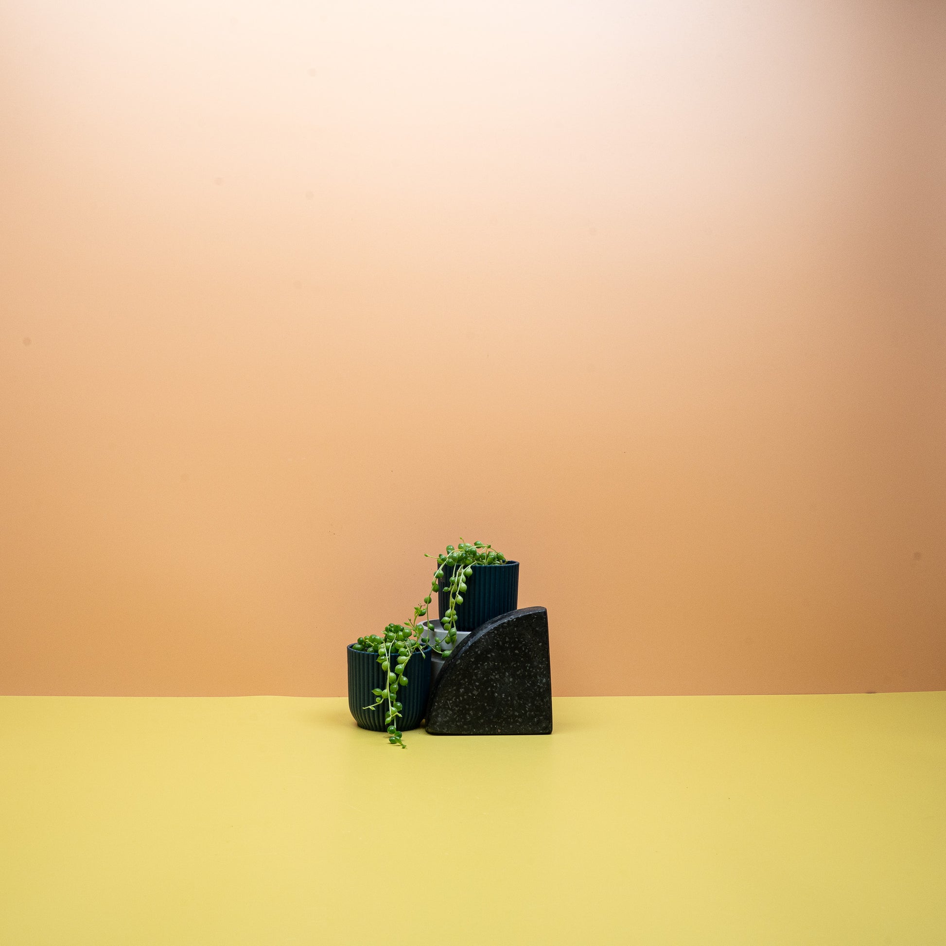 SENECIO ROWLEYANUS online bestellen bei potflourri