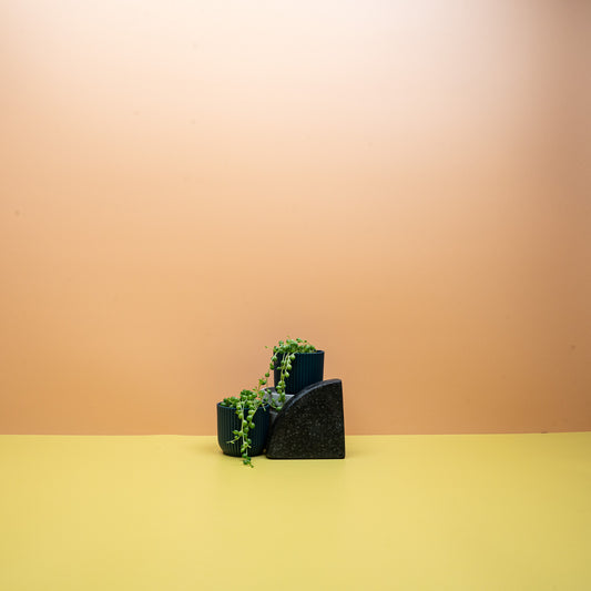 SENECIO ROWLEYANUS online bestellen bei potflourri