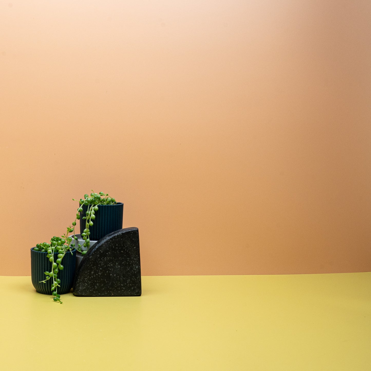 SENECIO ROWLEYANUS online bestellen bei potflourri