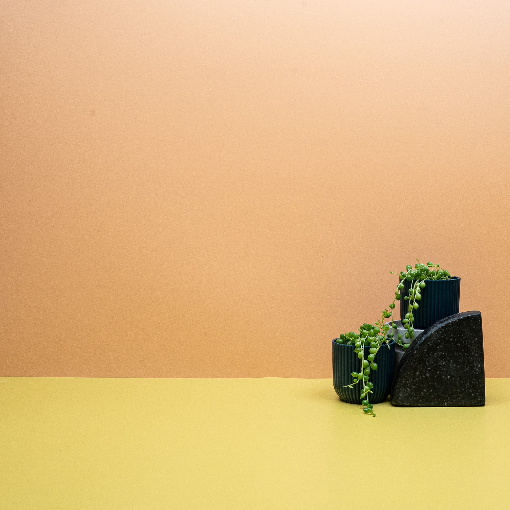 SENECIO ROWLEYANUS online bestellen bei potflourri