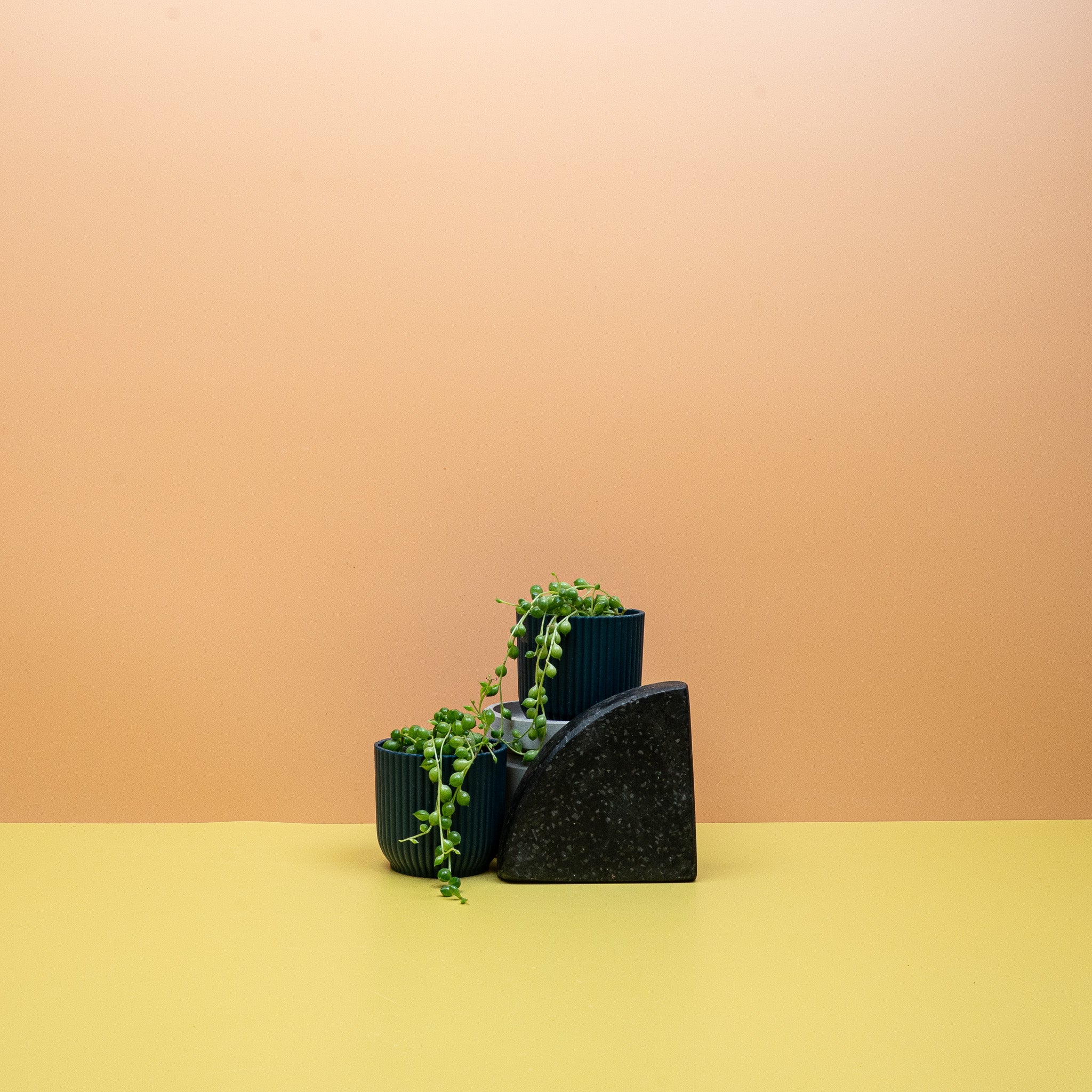 SENECIO ROWLEYANUS online kaufen bei potflourri