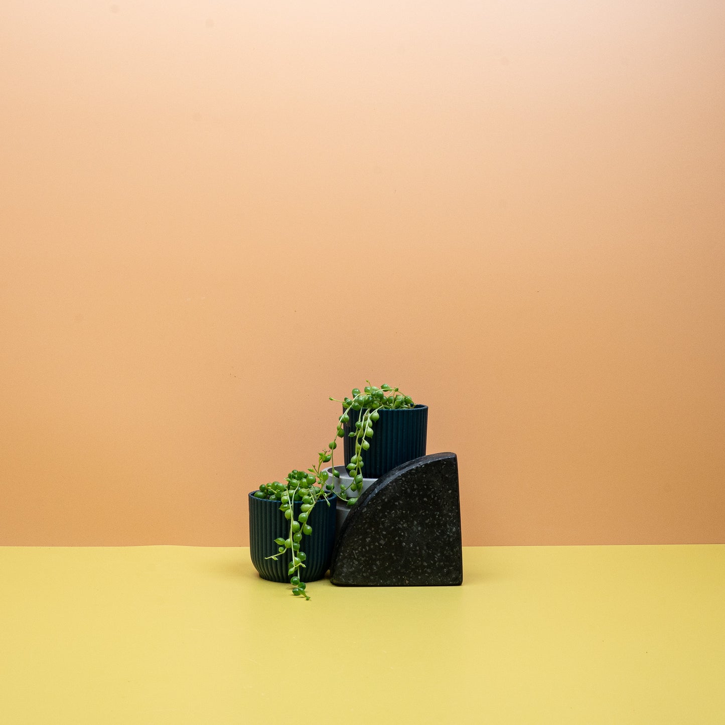 SENECIO ROWLEYANUS online bestellen bei potflourri