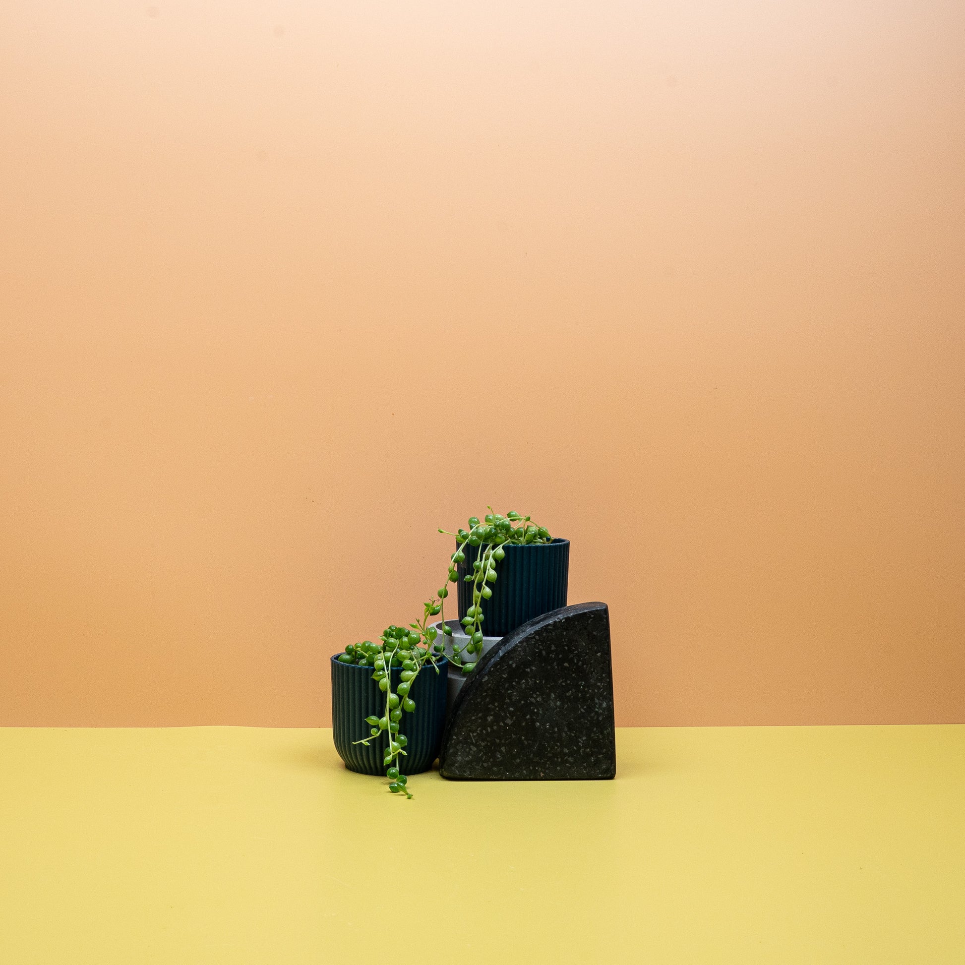 SENECIO ROWLEYANUS online bestellen bei potflourri