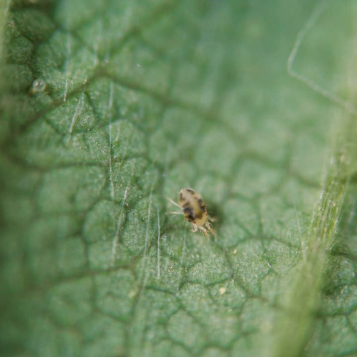Trauermücken bekämpfen – Mit Nematoden und Raubmilben den biologischen Weg wählen