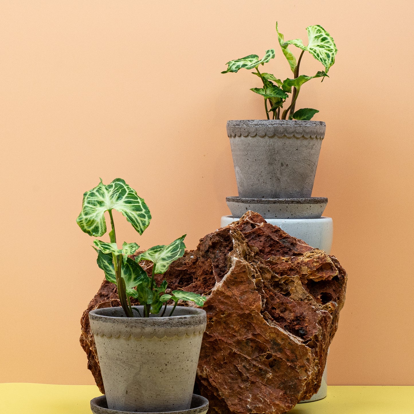 SYNGONIUM BATIK online bestellen bei potflourri