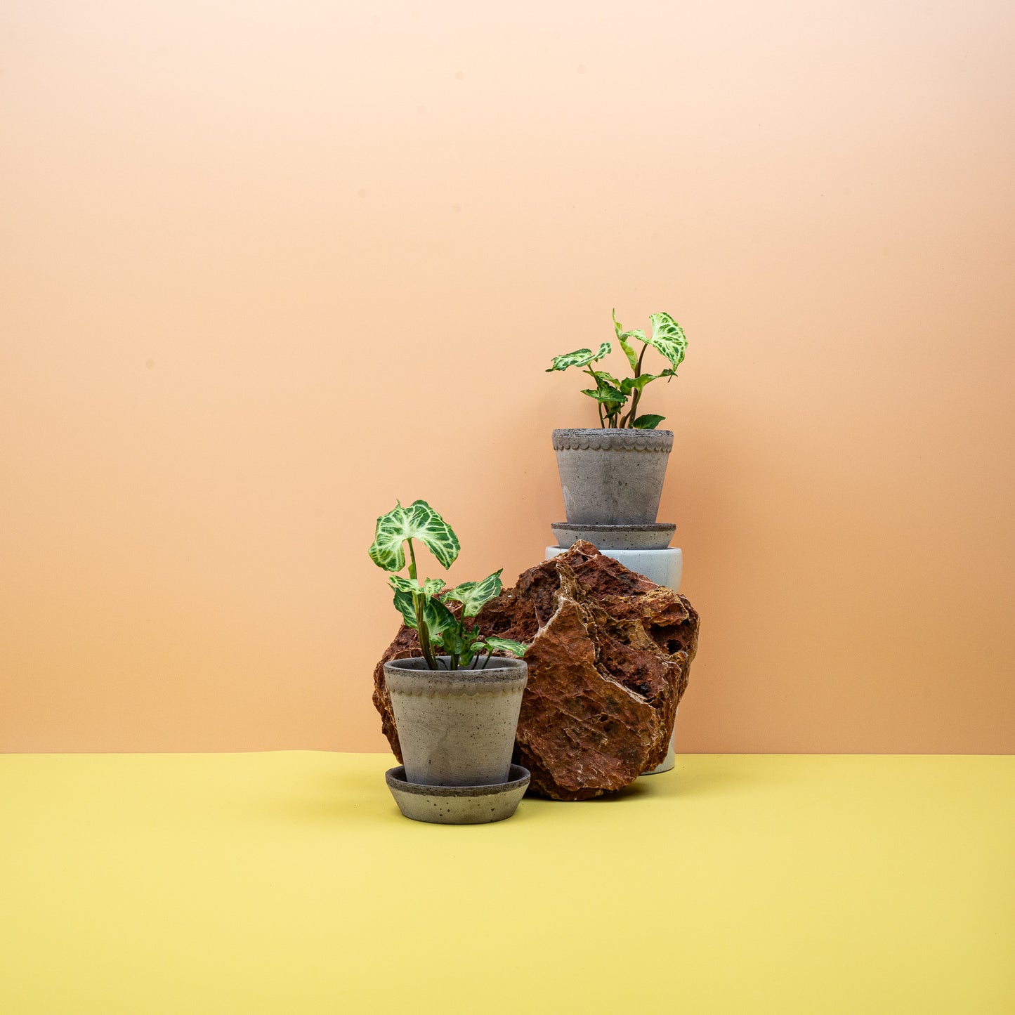 SYNGONIUM BATIK online bestellen bei potflourri