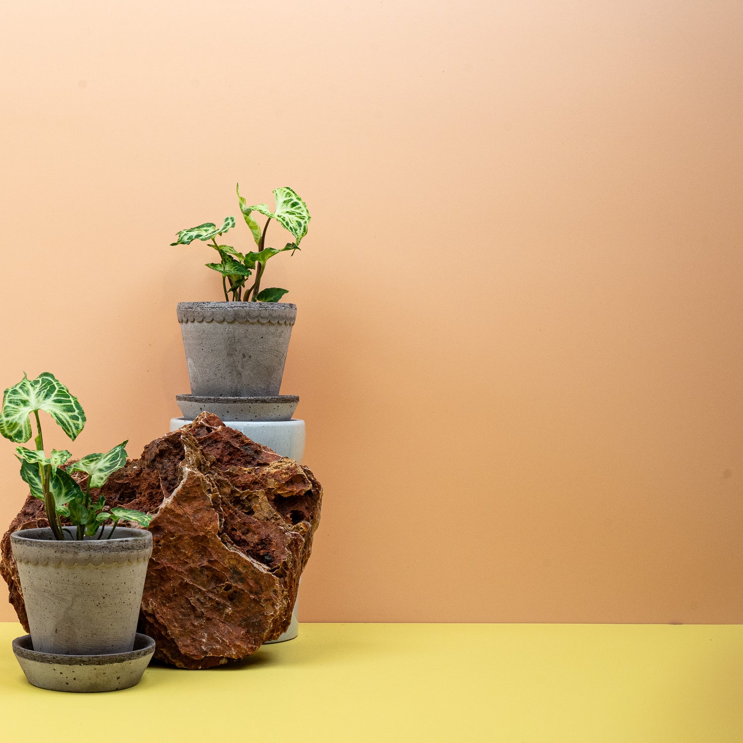 Syngonium – richtiges Gießen, passendes Substrat und Umtopfen