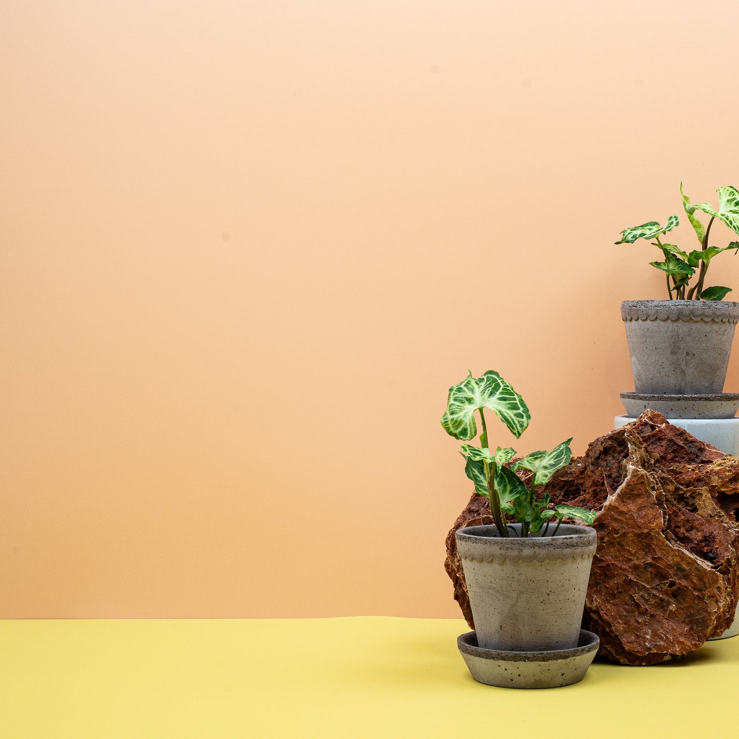 SYNGONIUM BATIK online bestellen bei potflourri