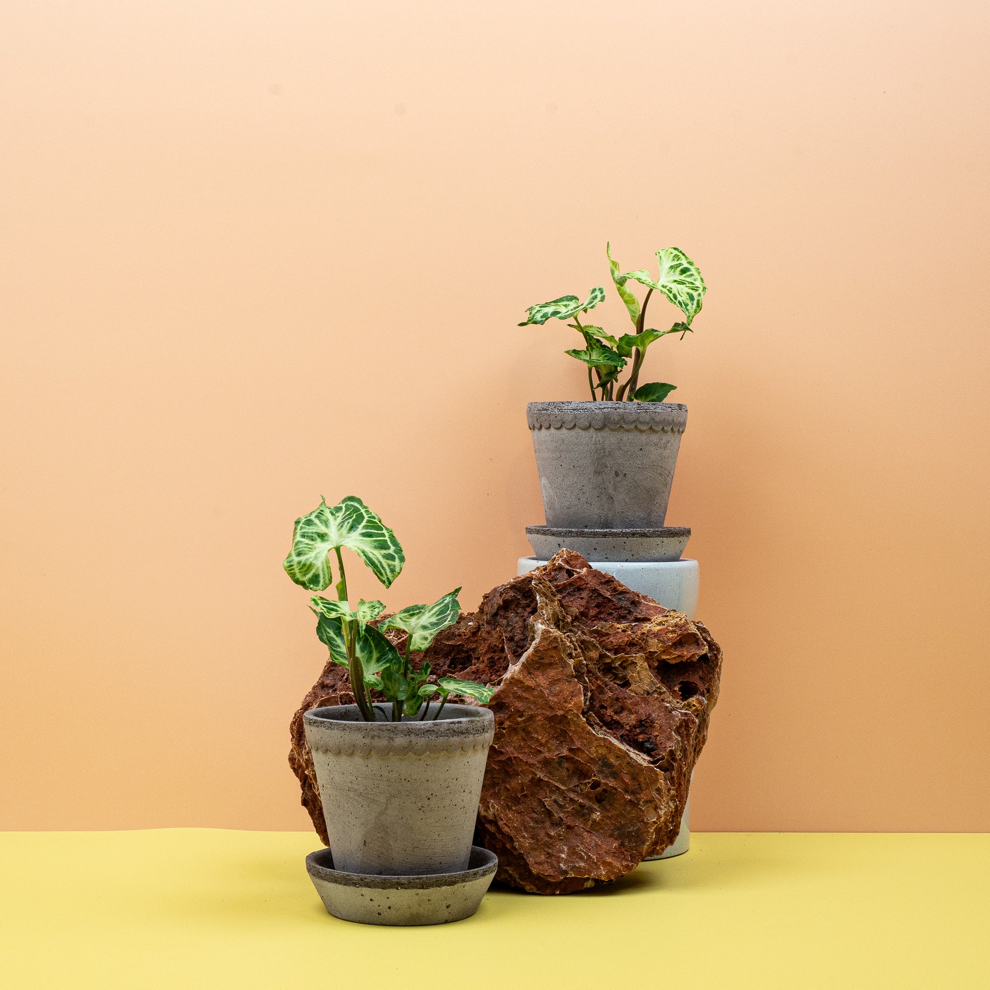 SYNGONIUM BATIK online bestellen bei potflourri