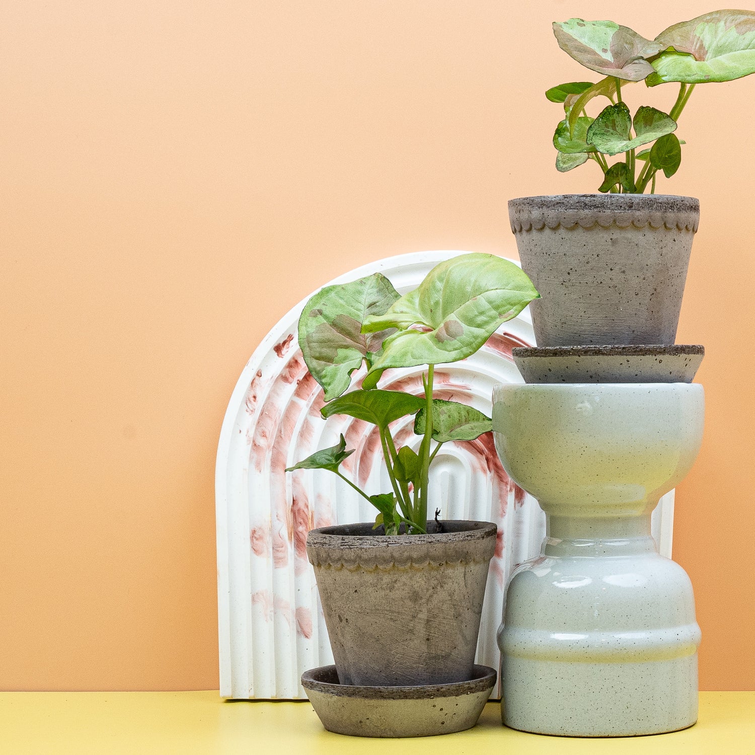 Syngonium – Wuchsform und Vermehrung mit Stecklingen