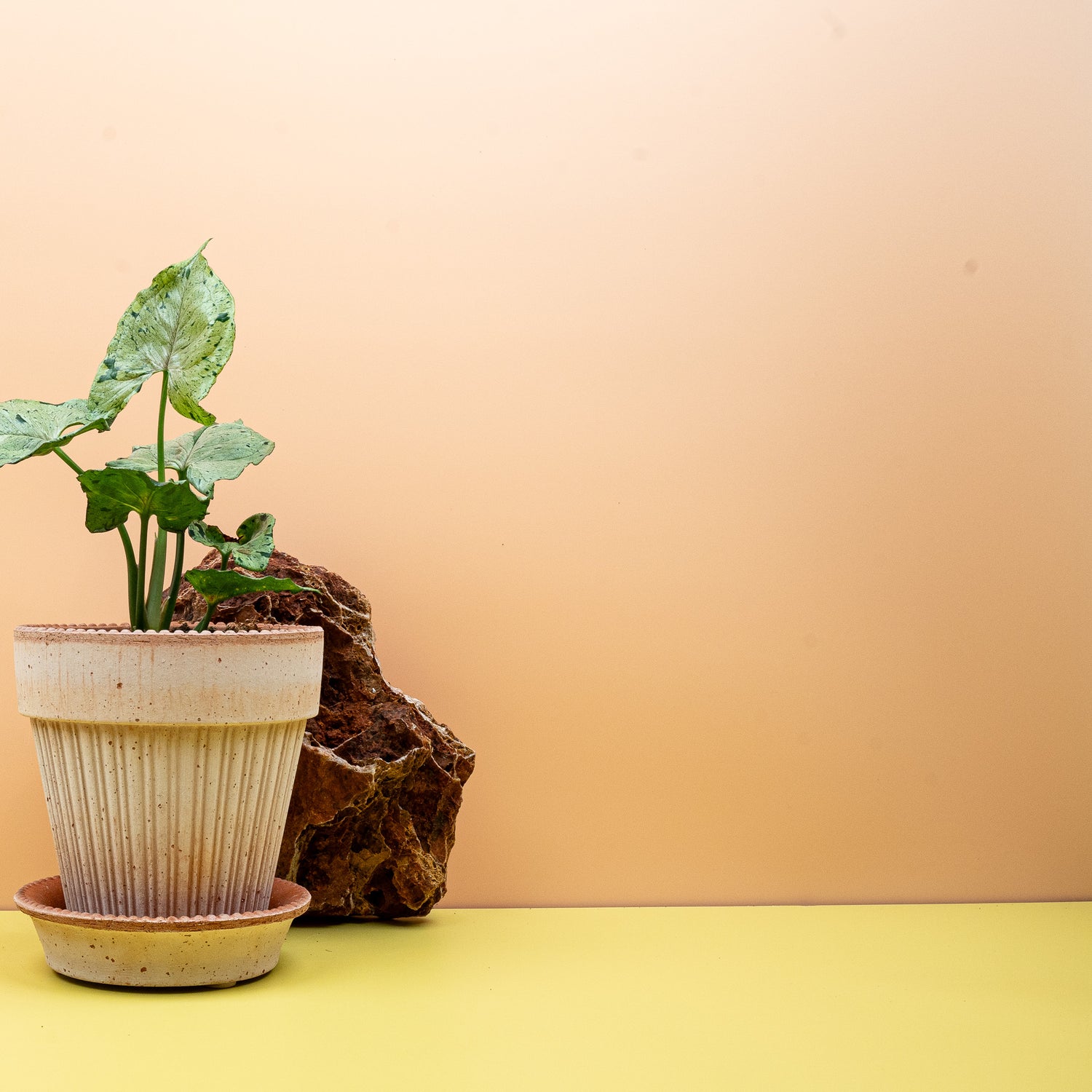 Syngonium – verschiedene Sorten mit individuellen Farben und Mustern