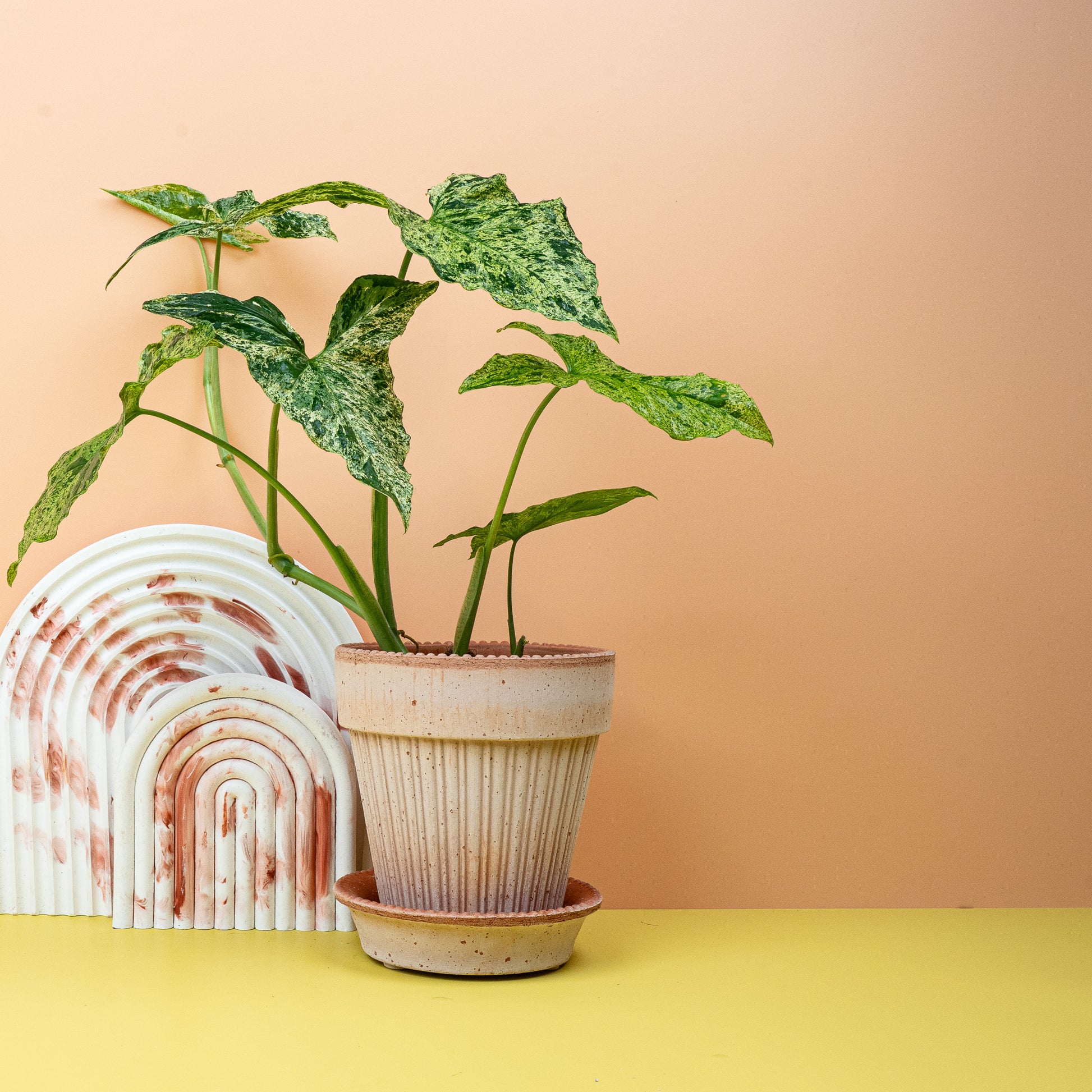 SYNGONIUM MOTTLED online bestellen bei potflourri