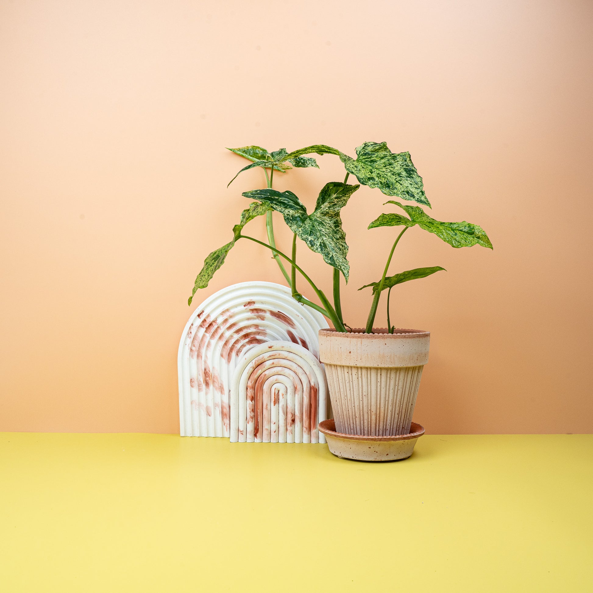 SYNGONIUM MOTTLED online bestellen bei potflourri