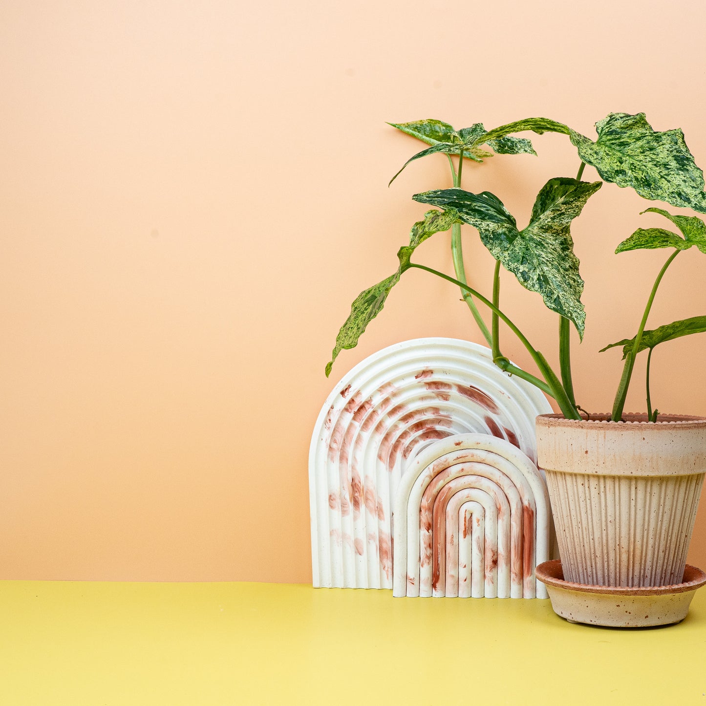 SYNGONIUM MOTTLED online bestellen bei potflourri