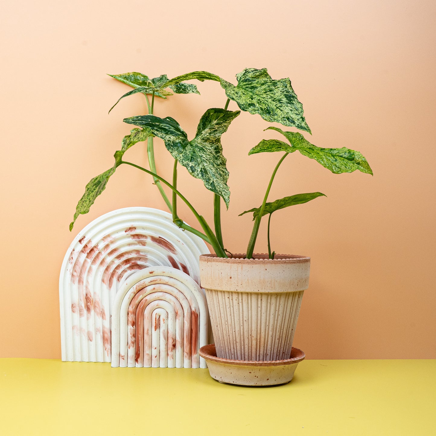 SYNGONIUM MOTTLED online bestellen bei potflourri