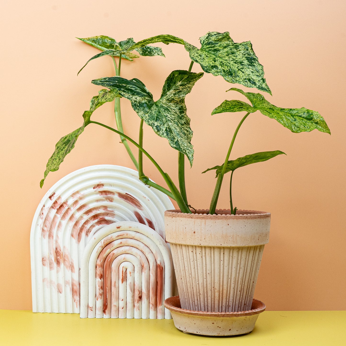 SYNGONIUM MOTTLED online bestellen bei potflourri