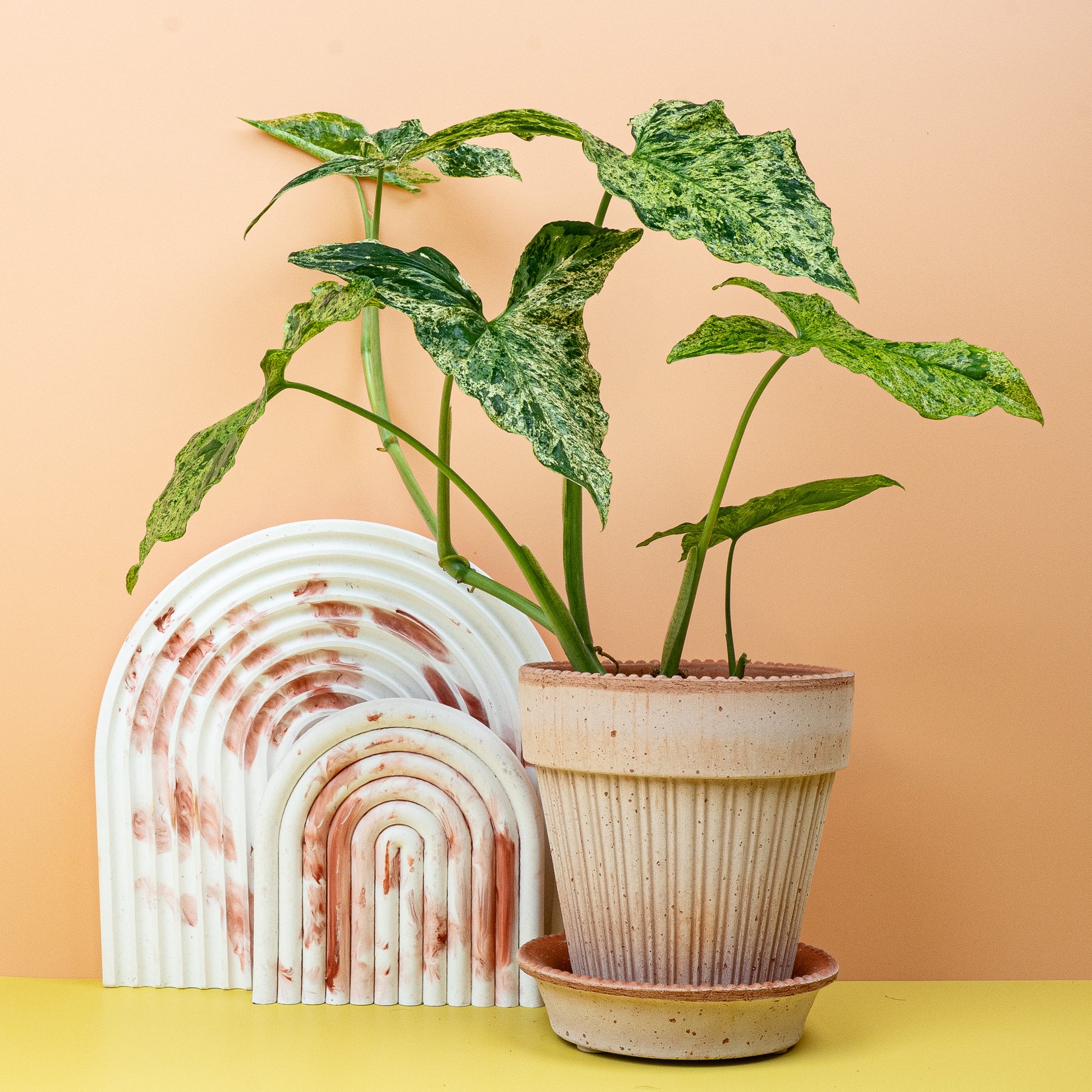 SYNGONIUM MOTTLED online bestellen bei potflourri