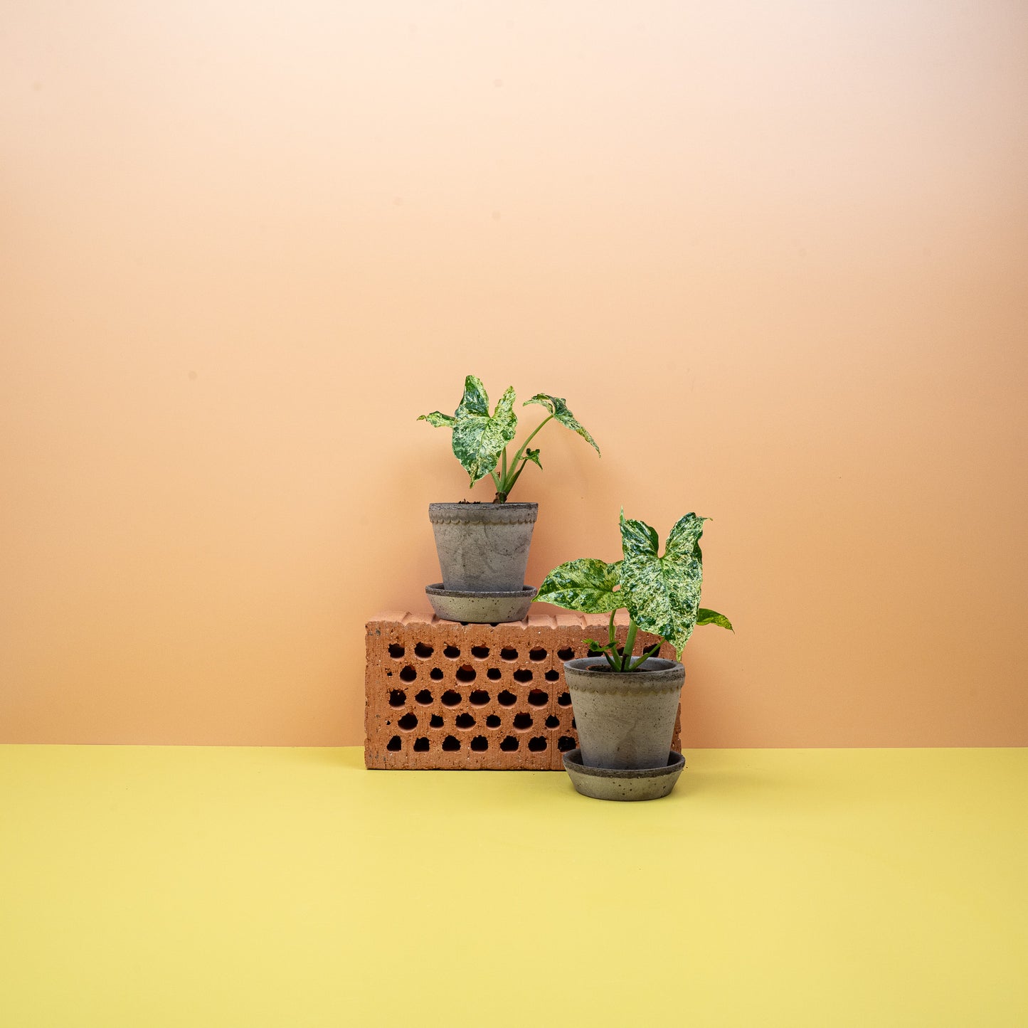 SYNGONIUM MOTTLED online bestellen bei potflourri