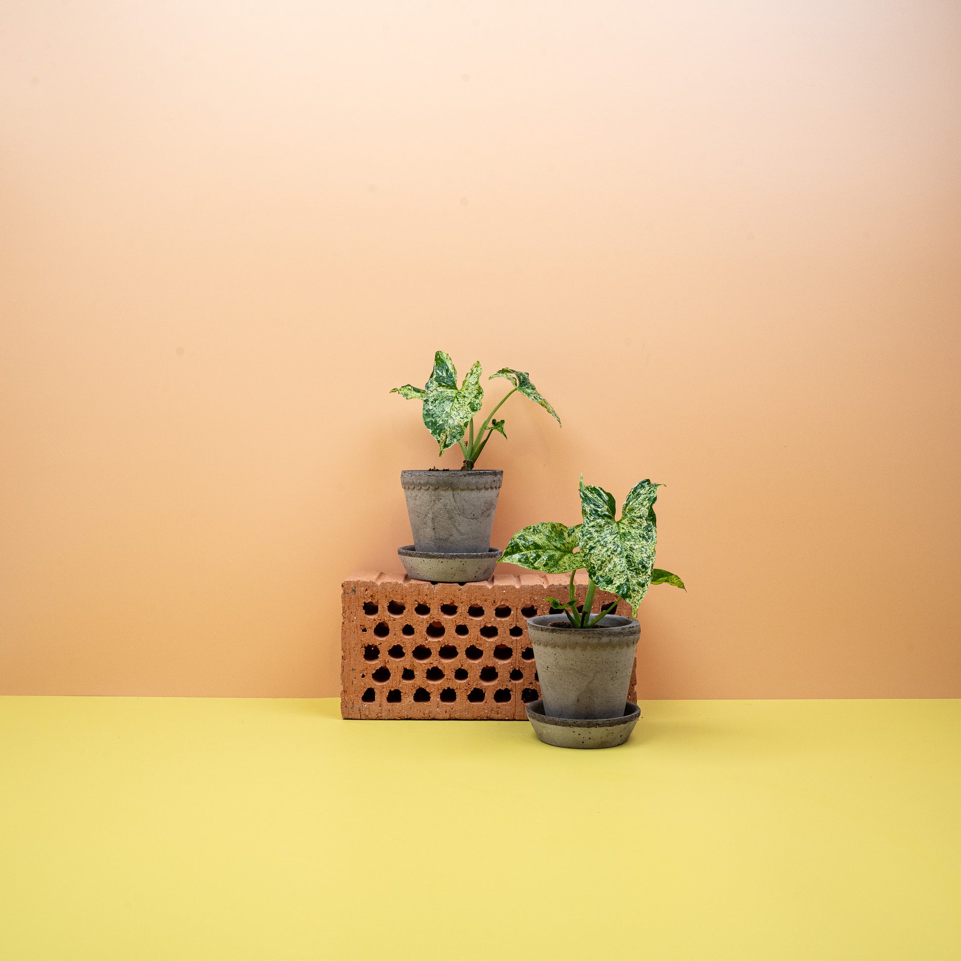 SYNGONIUM MOTTLED online bestellen bei potflourri