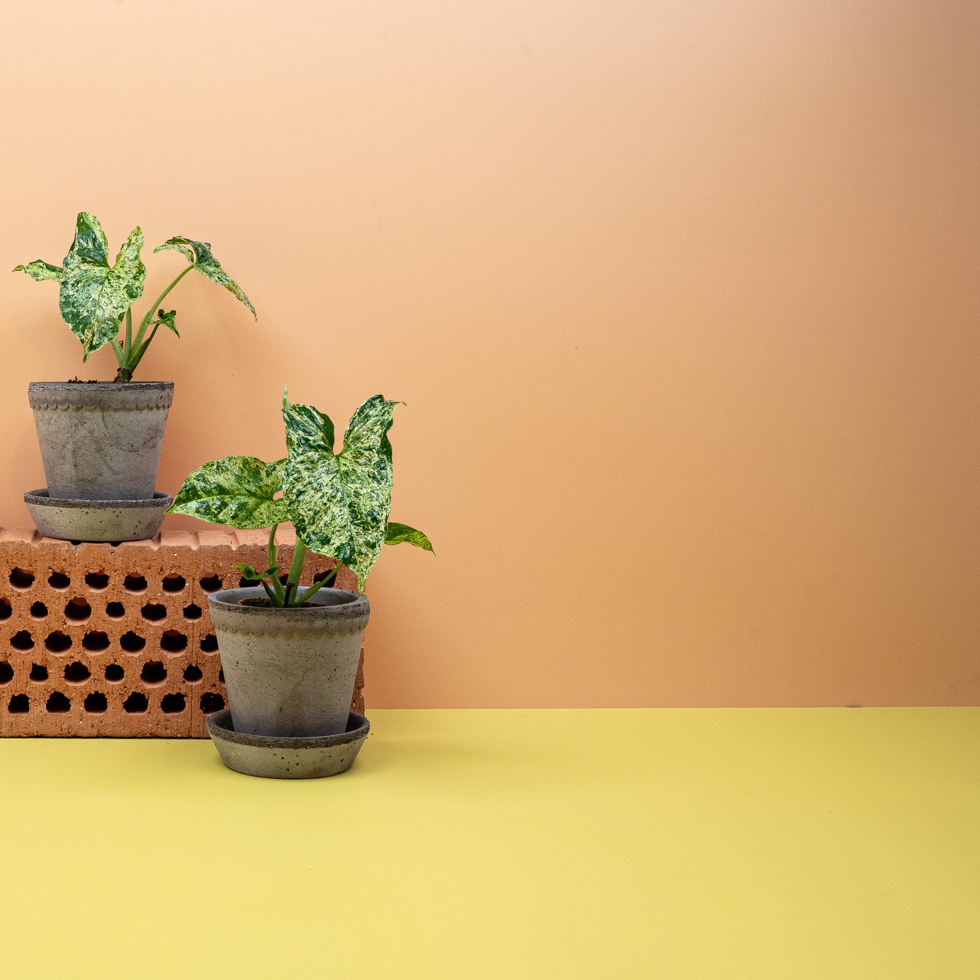 SYNGONIUM MOTTLED online bestellen bei potflourri